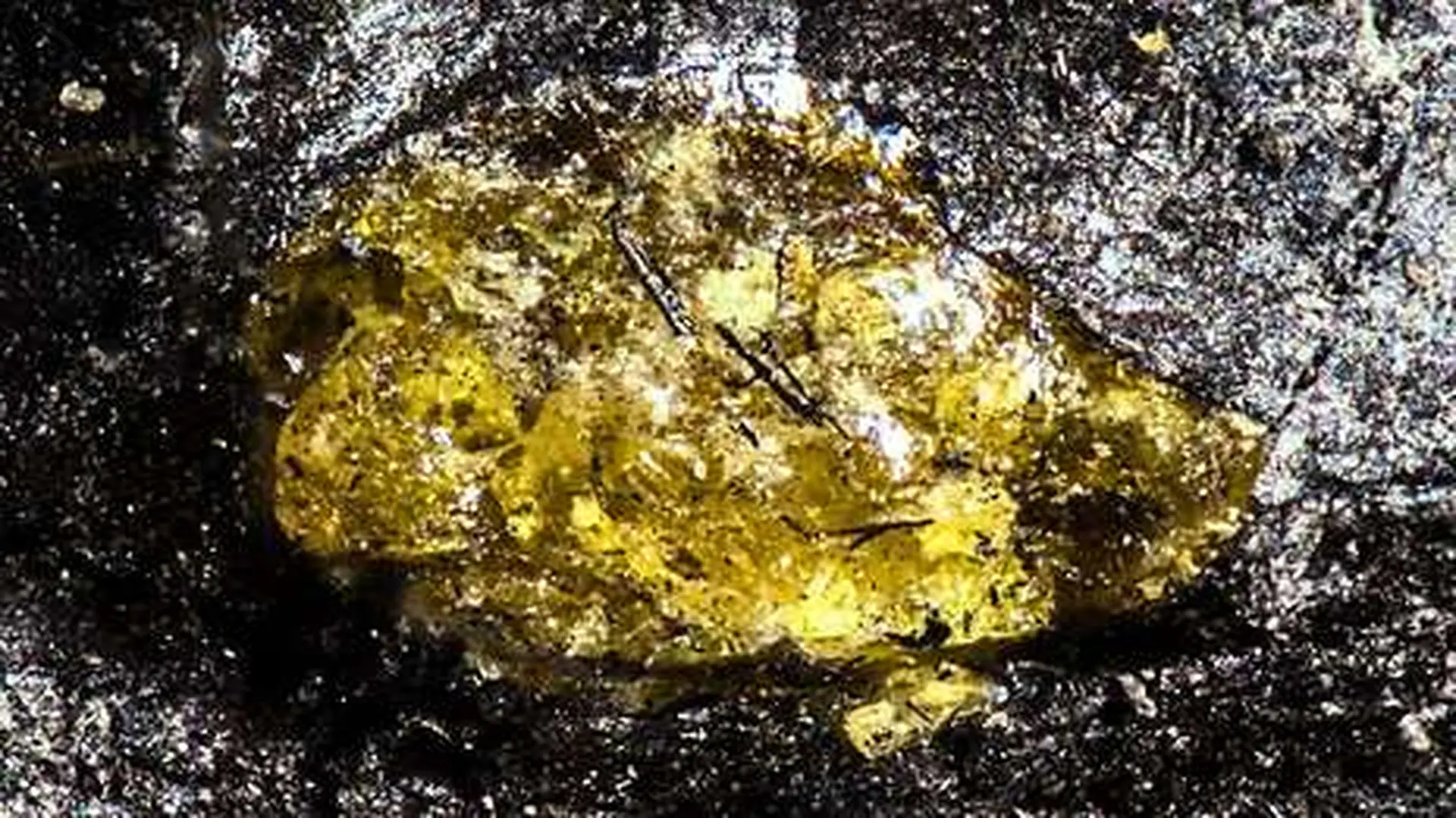 A Shocking Find Hidden In Chinas Coal Seams Rewrites Plant History Scaled