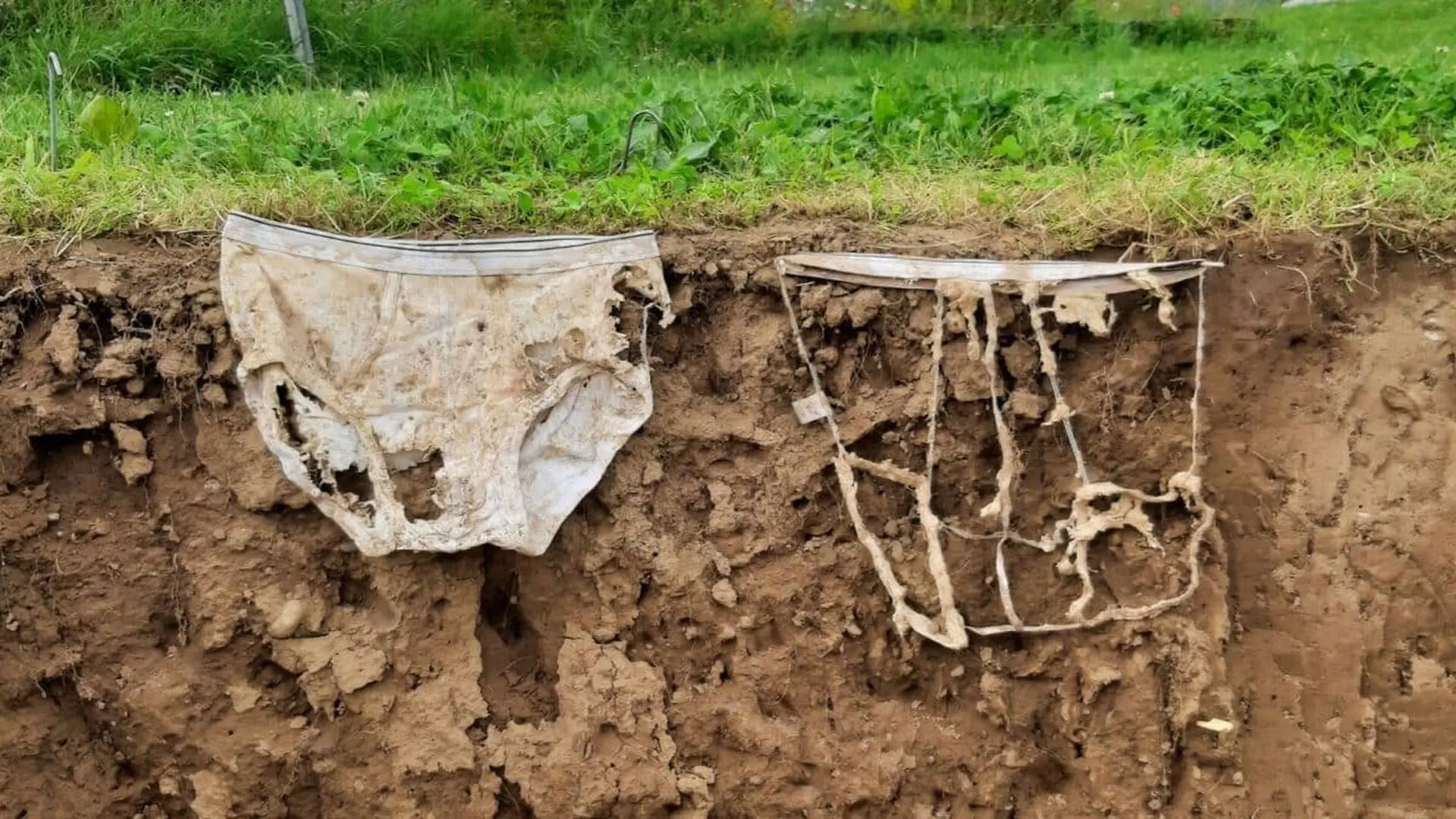 The More Active The Soil Organisms The Faster The Cotton Material Decomposes Scaled