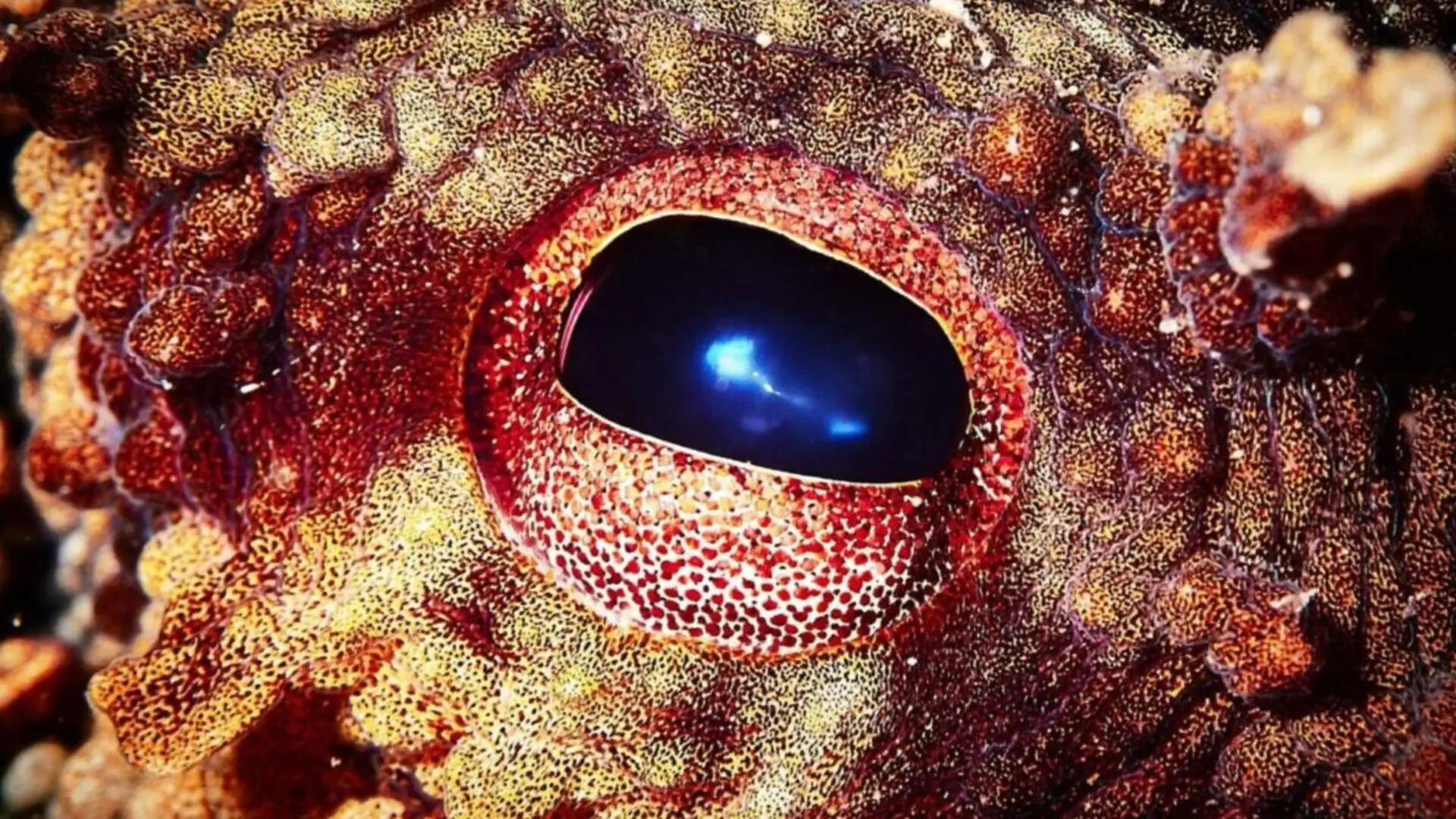 One Ocean Creature Could Rise After Humans Vanish Scaled