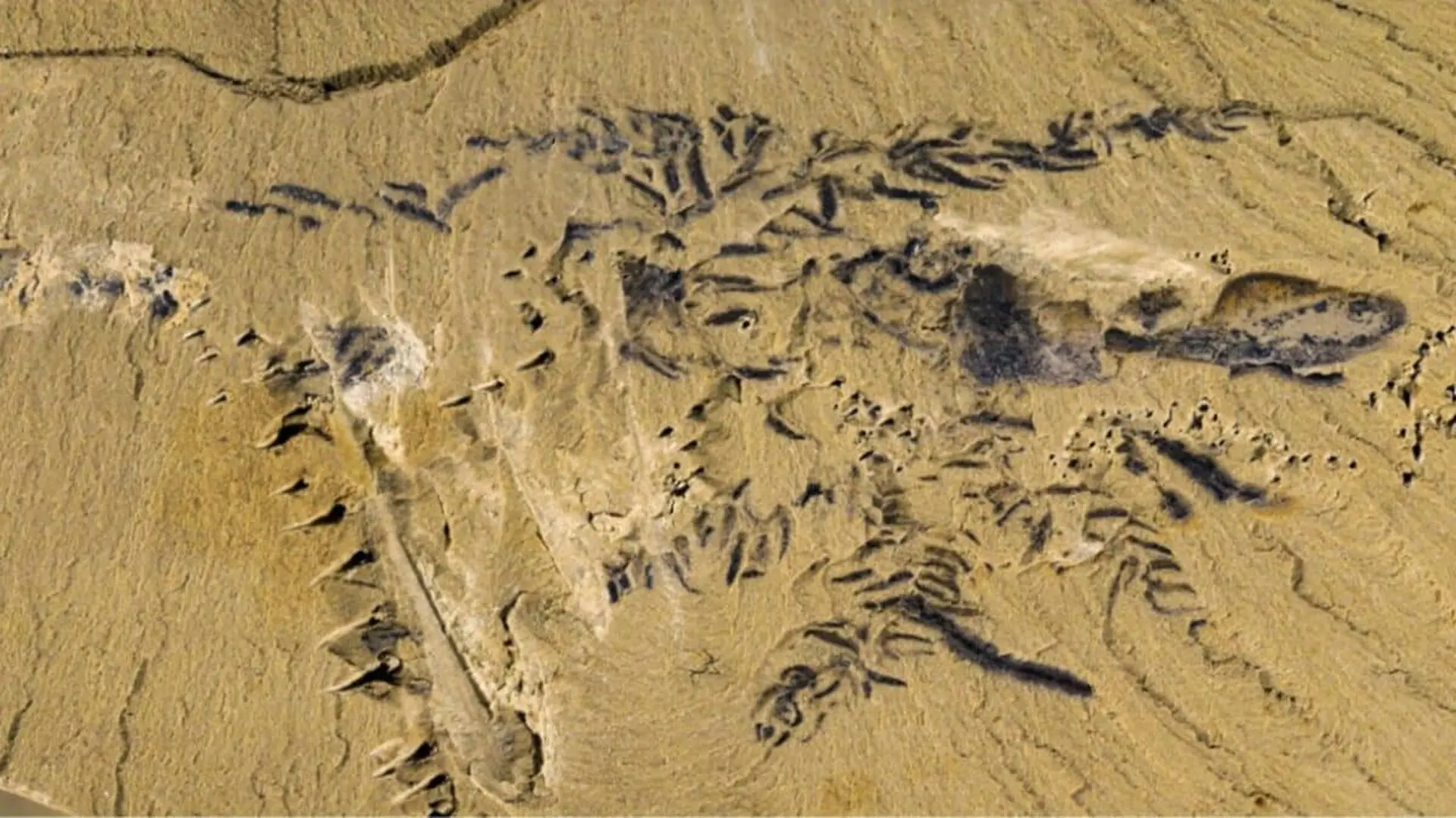 Scientists Uncover A 518 Million Year Old Fossil With An Unexpected Link To Starfish Scaled