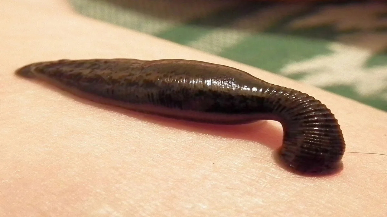 Sucking leech (Hirudo medicinalis)