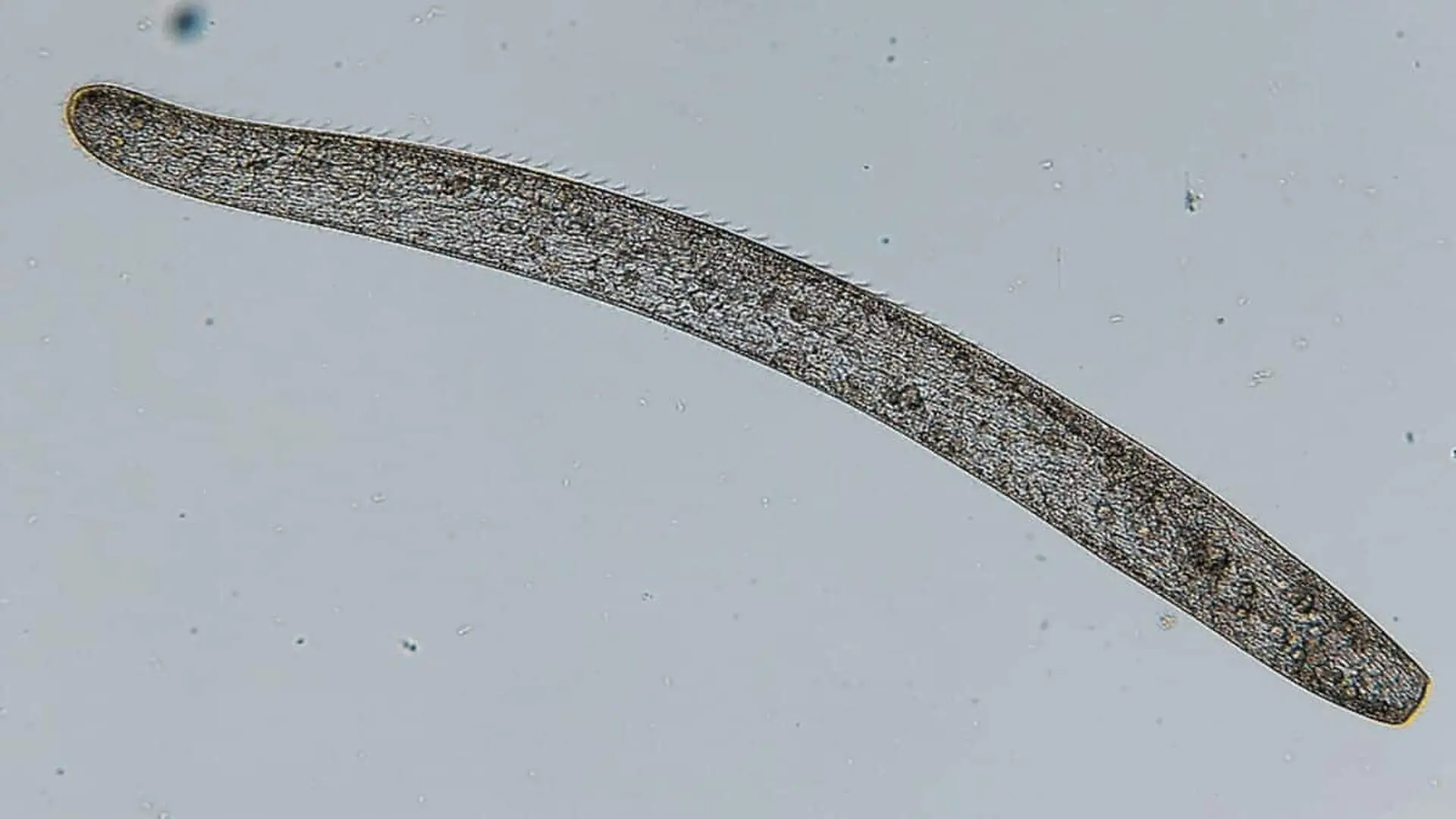 This Tiny Organism Bends The Rules Of Biology With Its Millisecond Long Body Transformation Scaled
