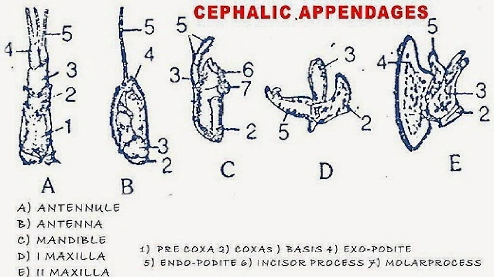 Palaemon: Cephalic Appendages.