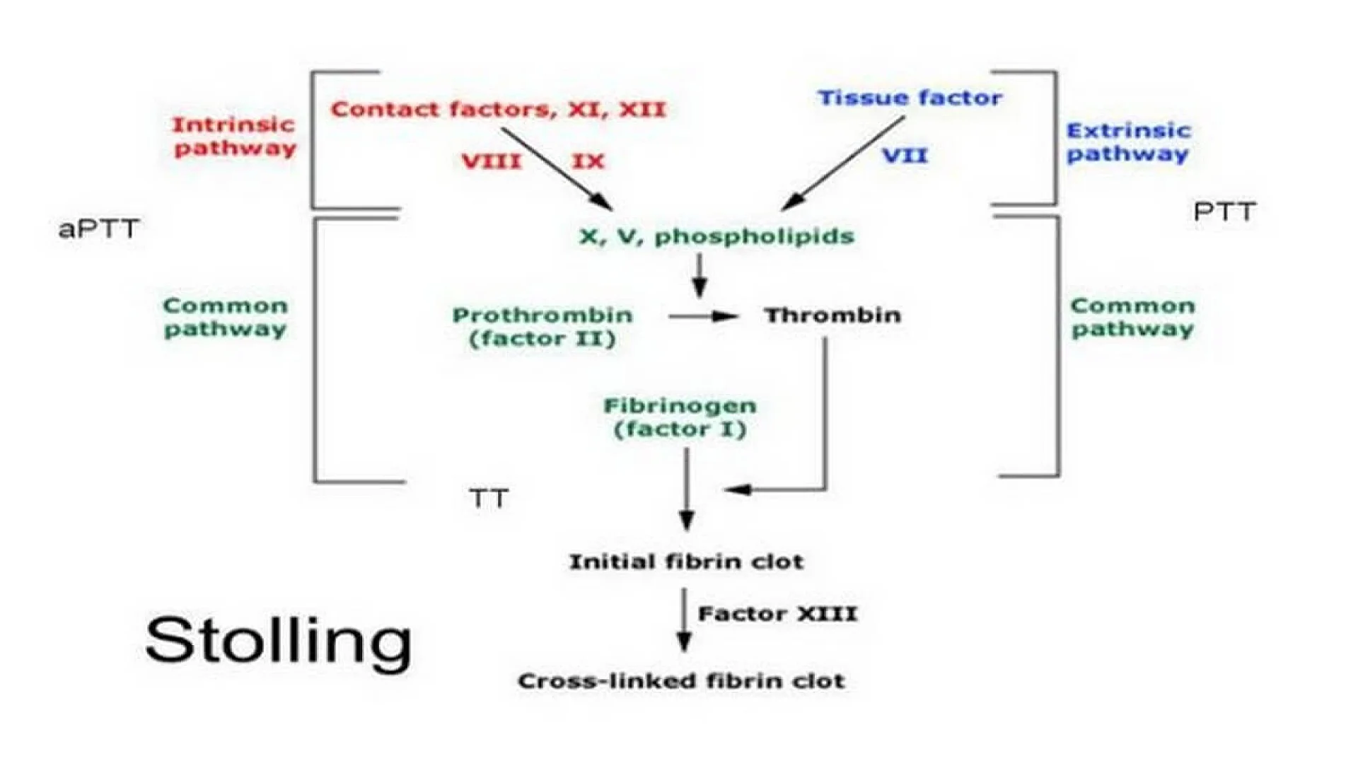 Prothrombin Time (PT)