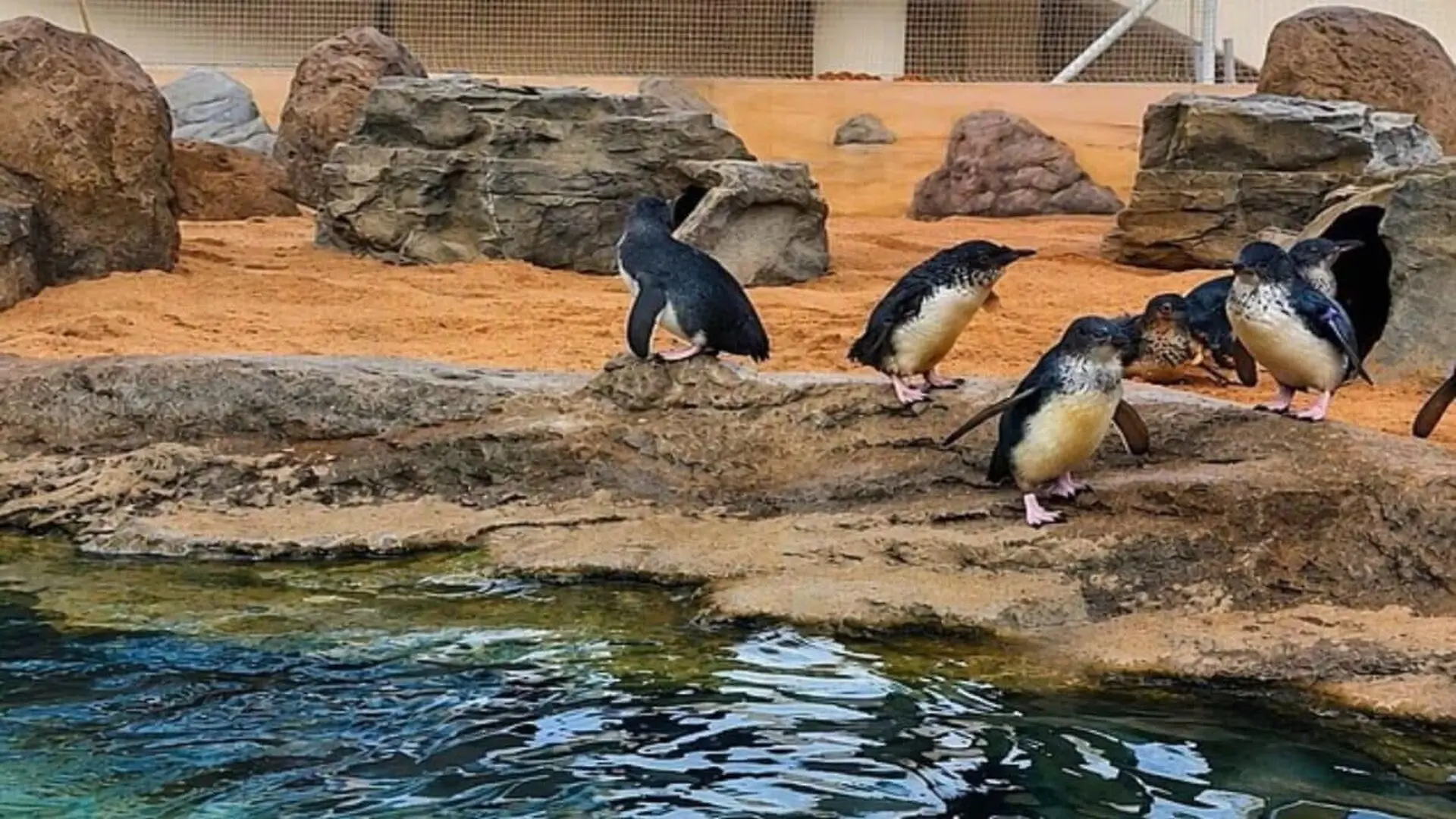 These Tiny Penguins Cant Fly But 13 Of Them Just Took To The Skies For A Surprising Reason Scaled