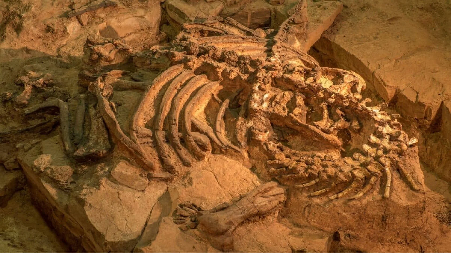Scientists Dig Up A 90 Foot Giant Dinosaur In Thailand That Could Crush Four Elephants Scaled