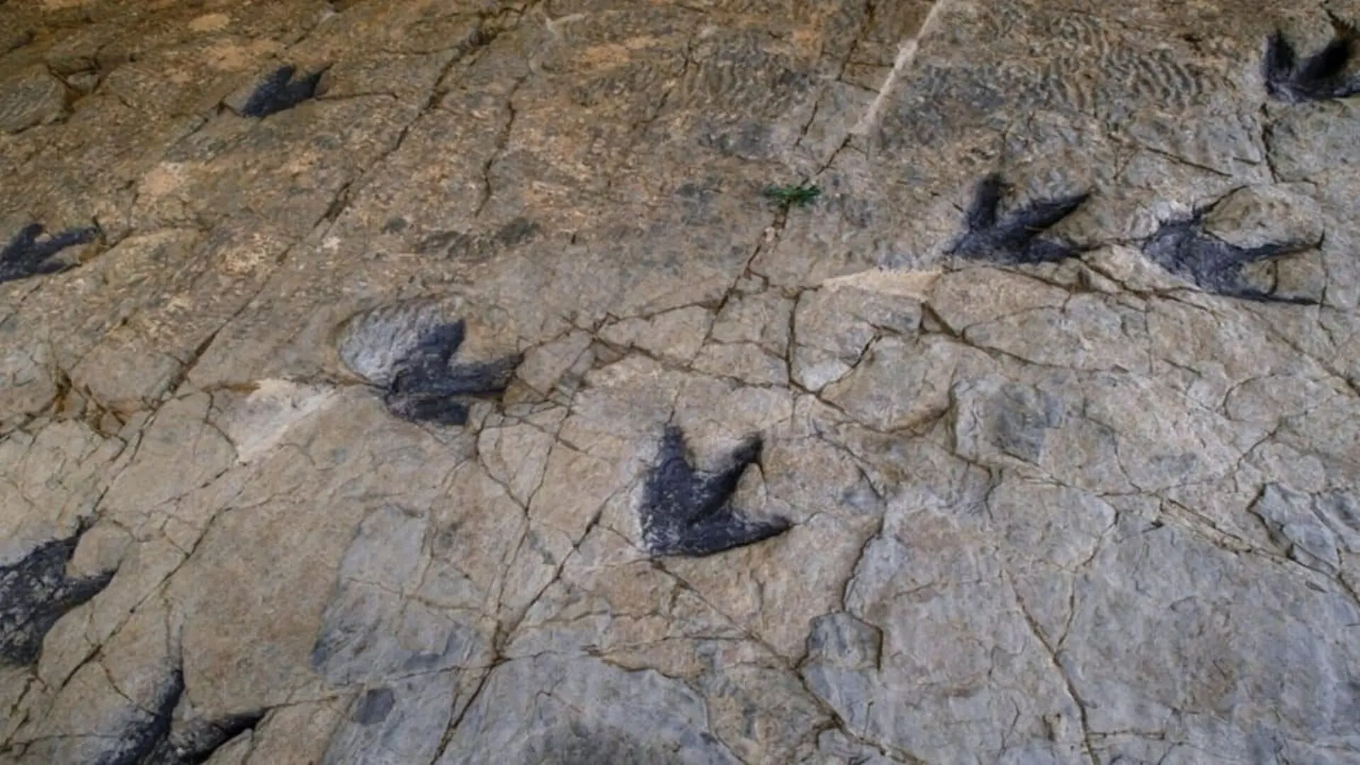 He Found 230 Million Year Old Footprint As A Teenager In And More Than 60 Years Later It Turned Out To Be The Oldest In The Country Scaled 1