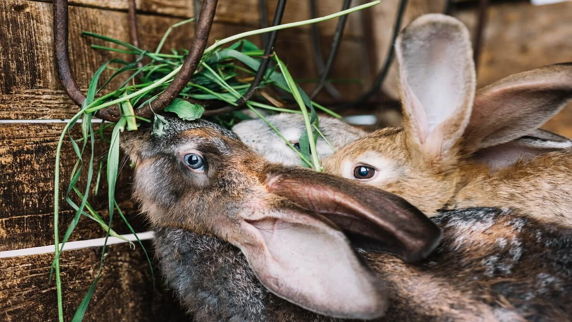 Free photo close-up of rabbit eating grass.