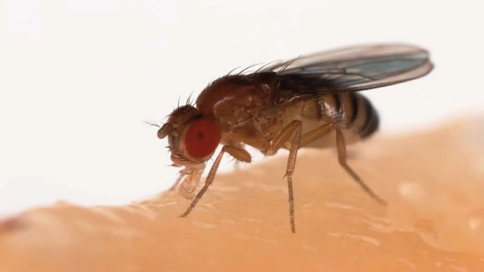 Flies Exposed To Almost No Magnetic Field Revealed A Strange Aging Effect Scaled