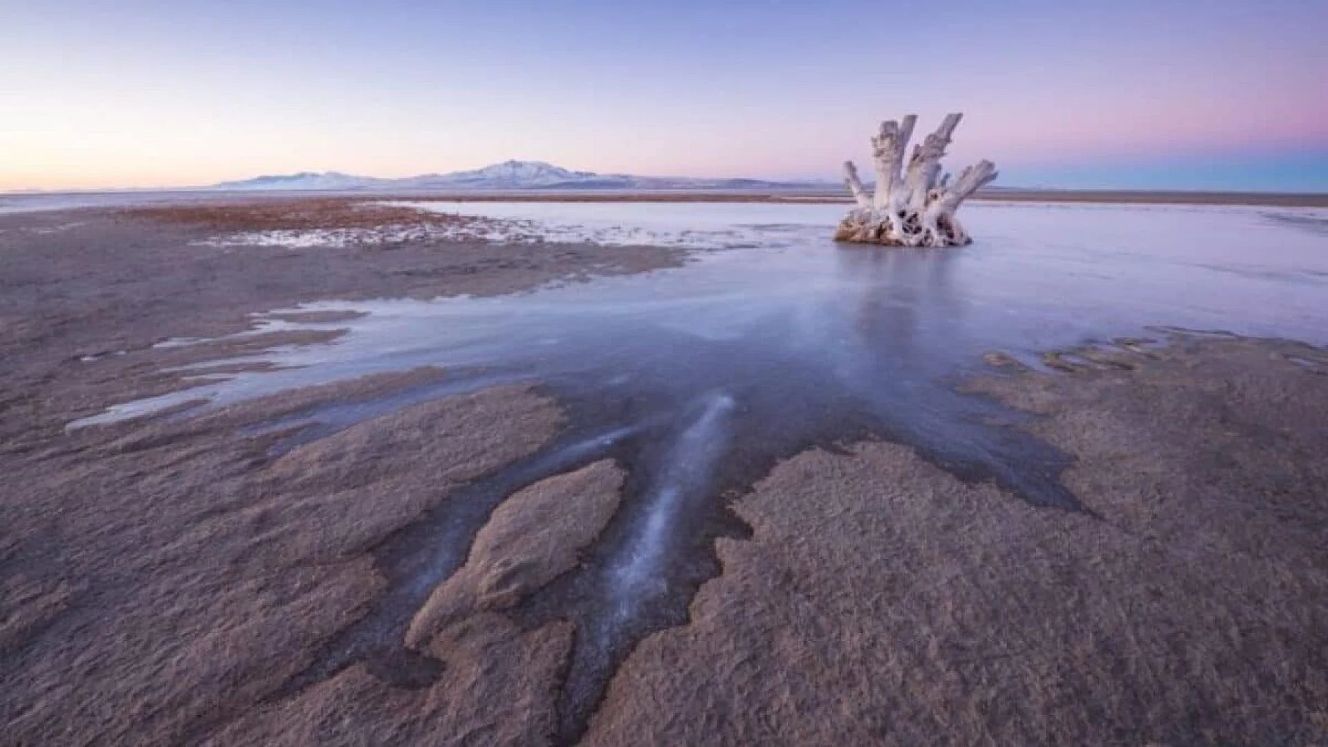 Scientists Just Found A Tiny Creature In The Great Salt Lake It May Have Been There Since The Age Of Dinosaurs Scaled