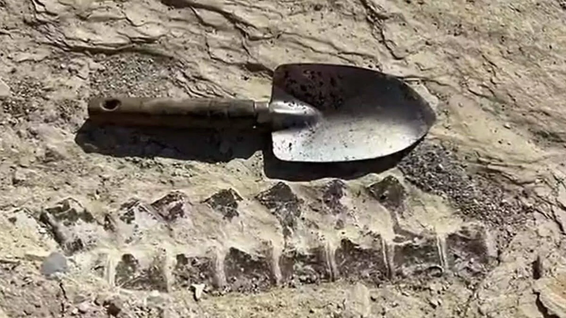 A 12 Year Old Boy On A Field Trip Found Giant 80 Million Year Old Fossil Bones Hidden Beneath Kansas Rocks Scaled