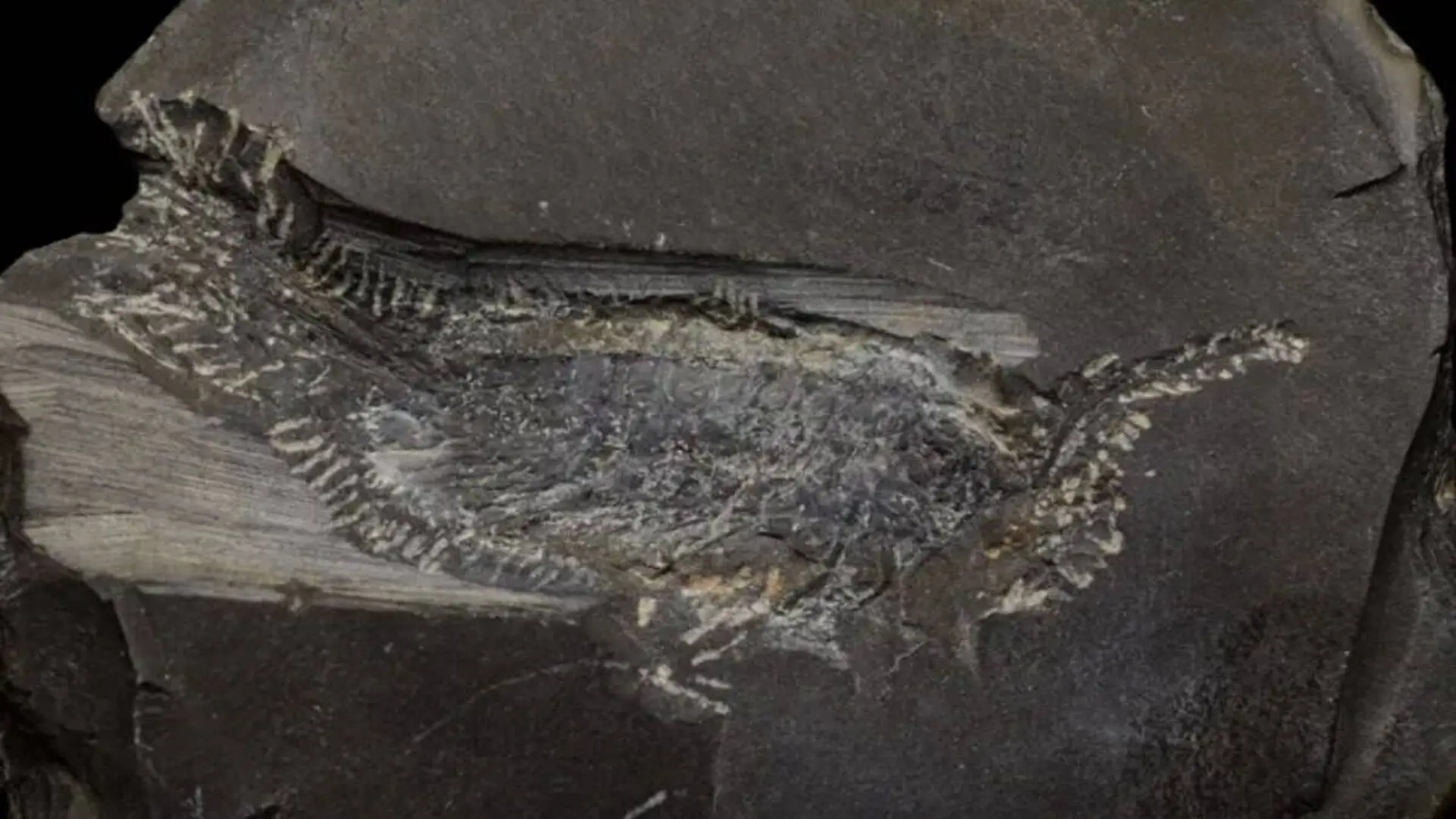 This Bizarre Fossil Was Misidentified For Decades Its True Identity Changes The Story Scaled