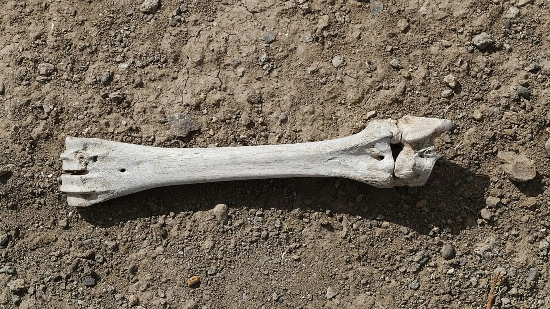 Scientists Scanned Fossil Bones From 7 Early Human Ancestors And Found A Movement Style With No Modern Equivalent Scaled