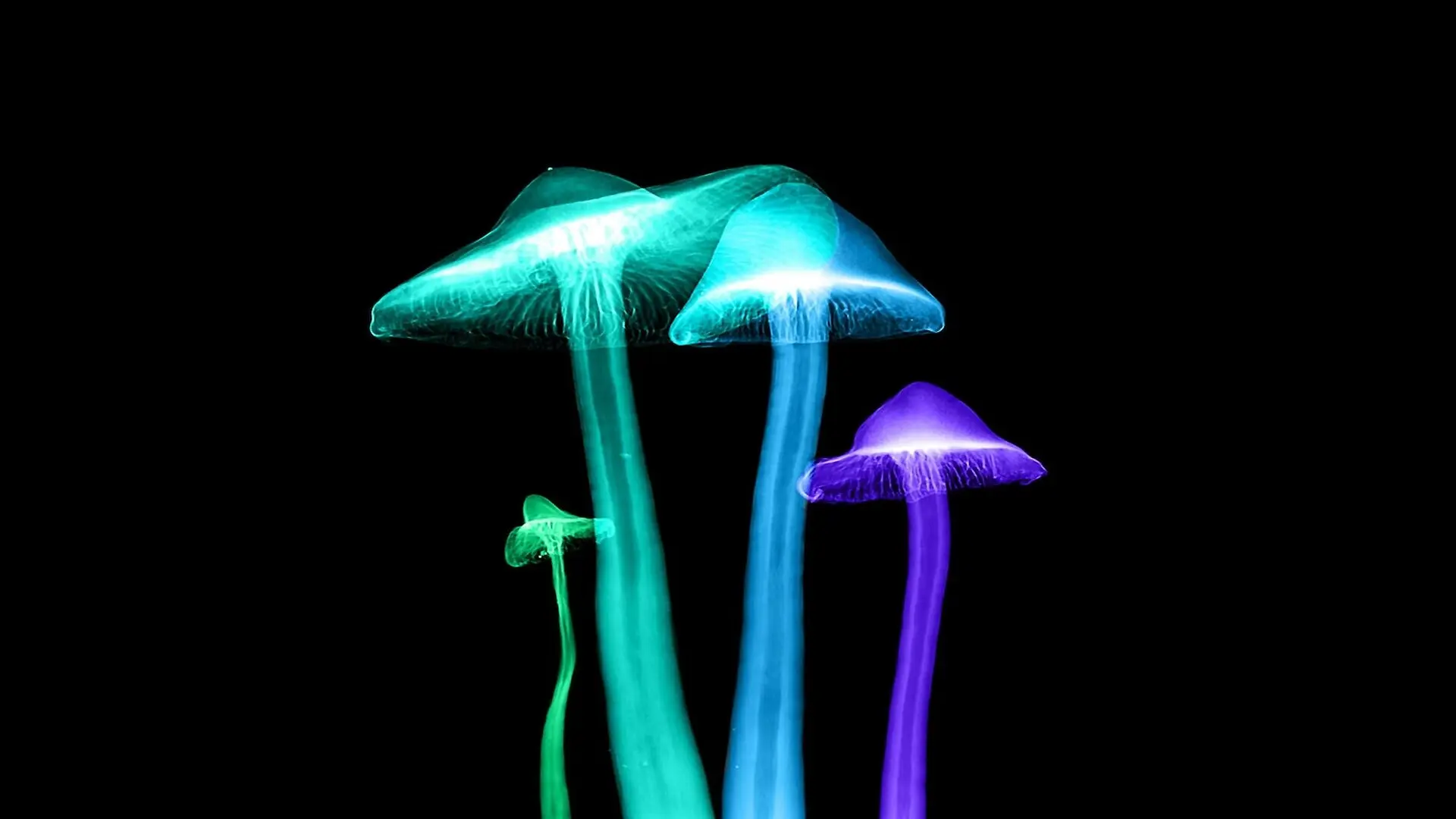 Mushroom X Ray
