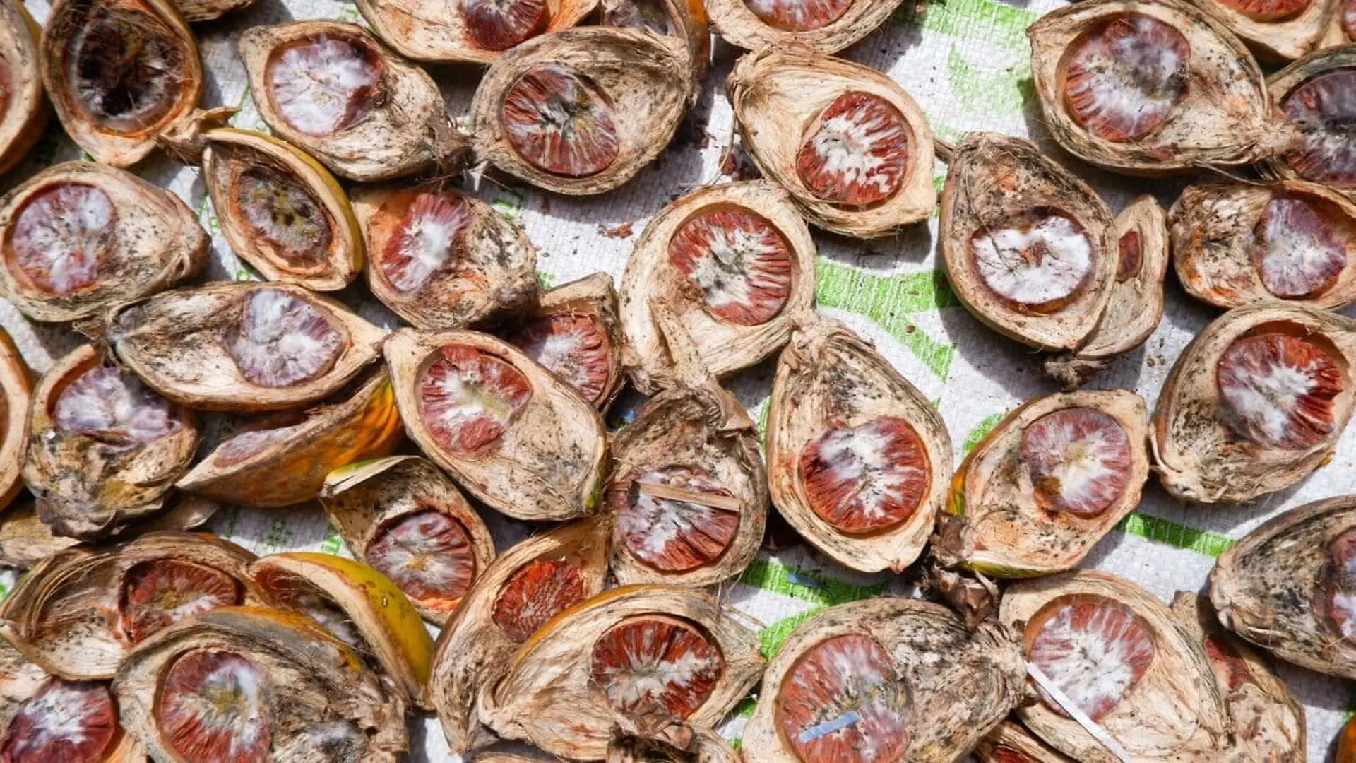 A Close Up Of A Fresh Betel Nut Areca Nut Split In Two Highlighting Its Bright Orange Interior Scaled