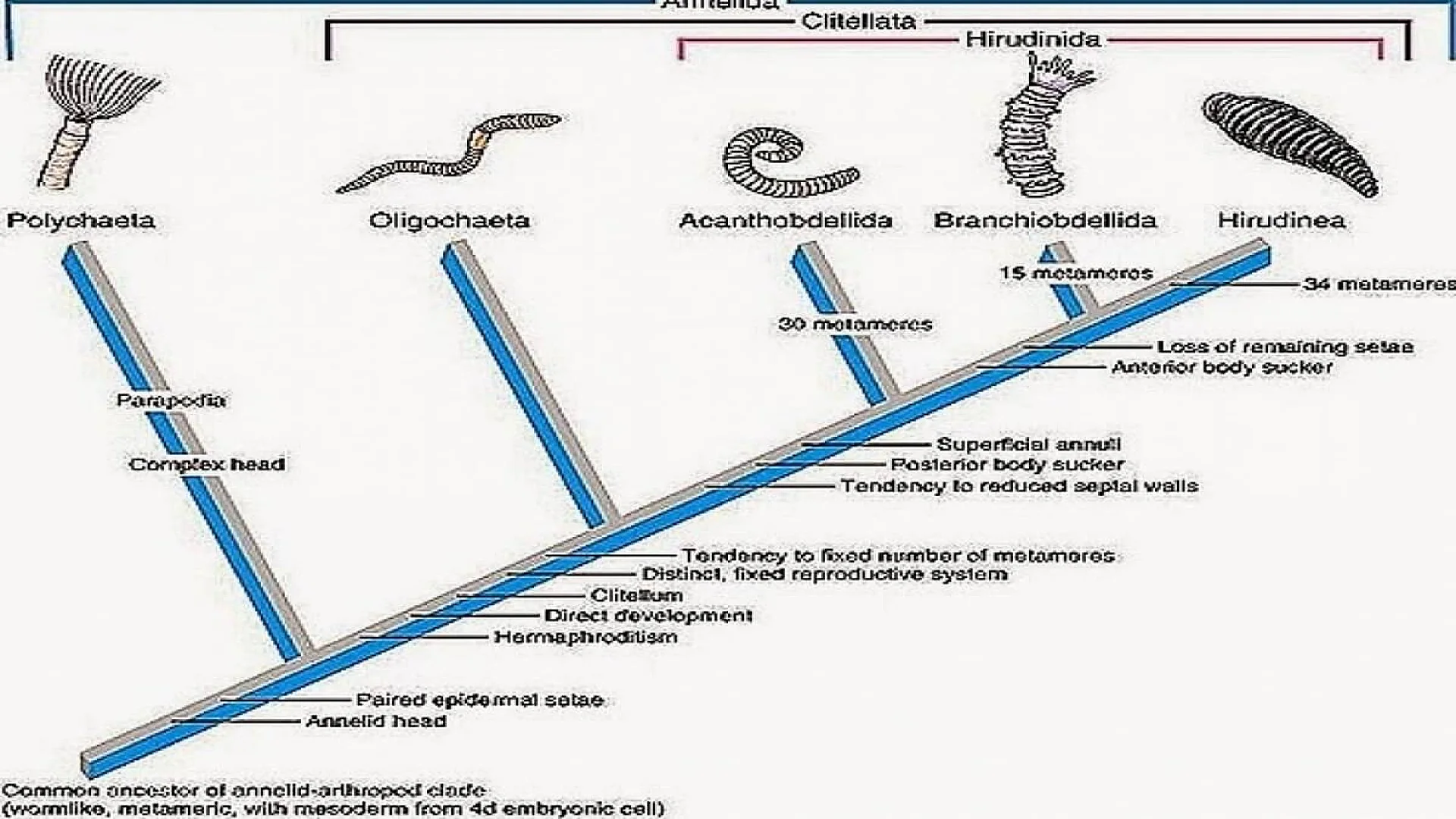 Annelida: Exploring the Diversity and Classification of Segmented Worms.