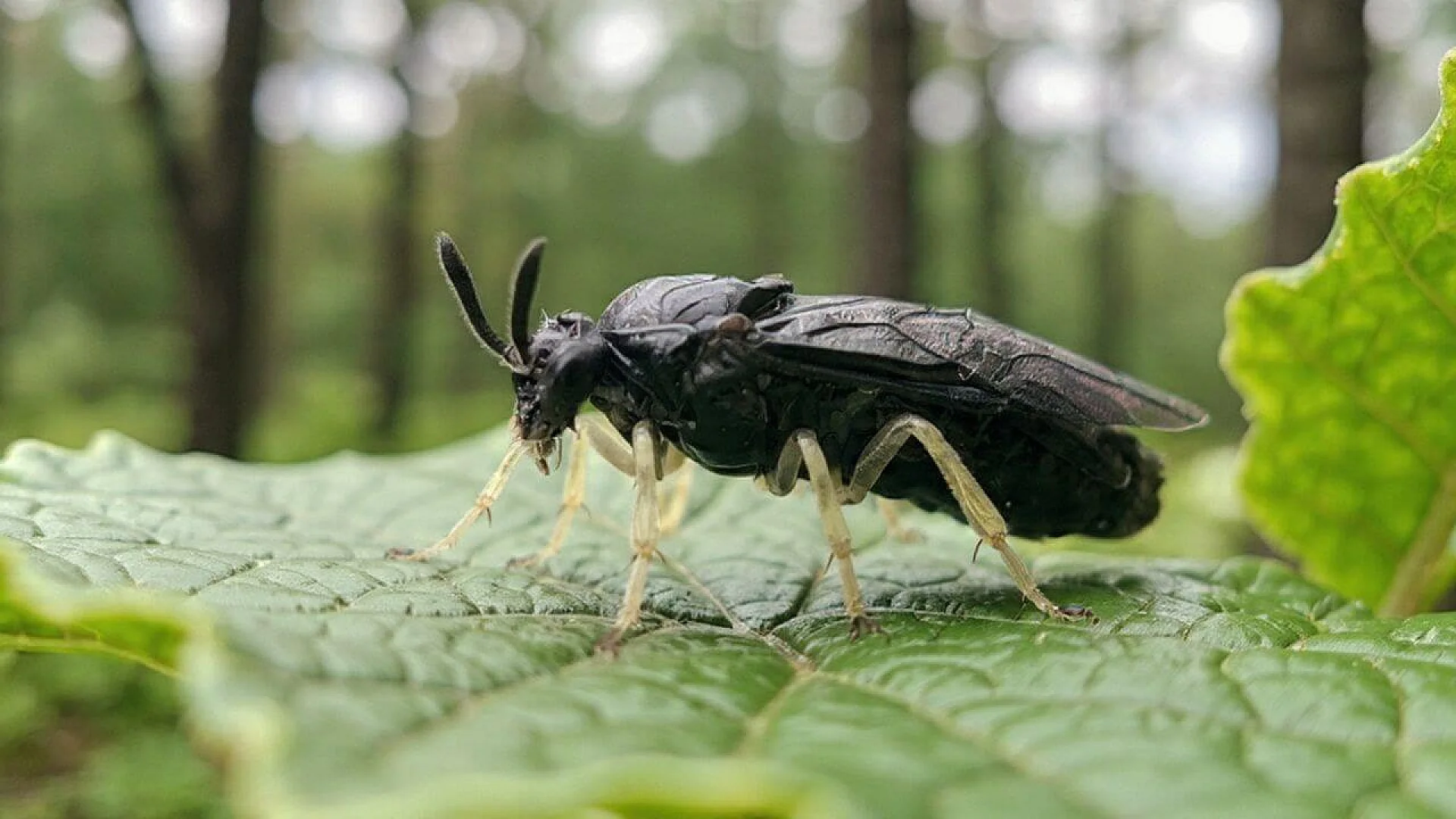 An adult elm zigzag sawfly (Aproceros leucopoda) with its distinct black body and pale legs, perched on a textured green leaf with a blurred forest background.