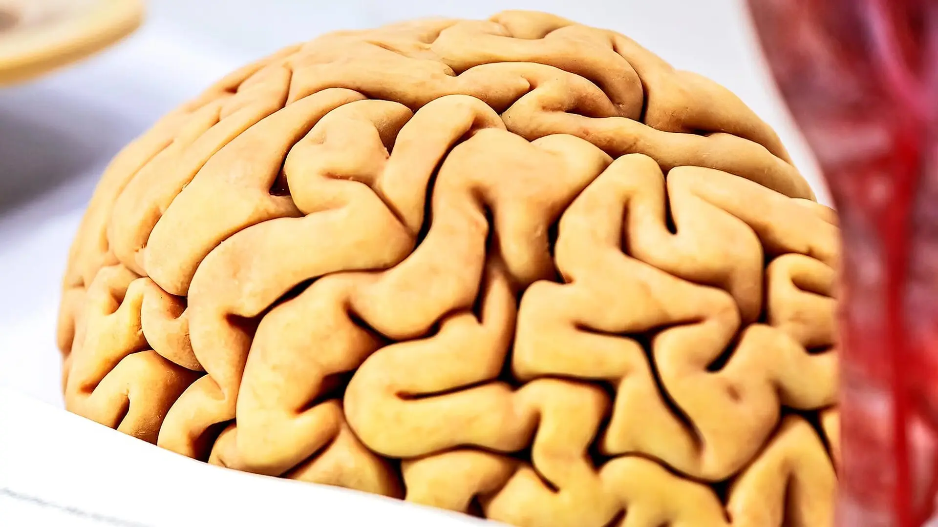 A model of a human brain.