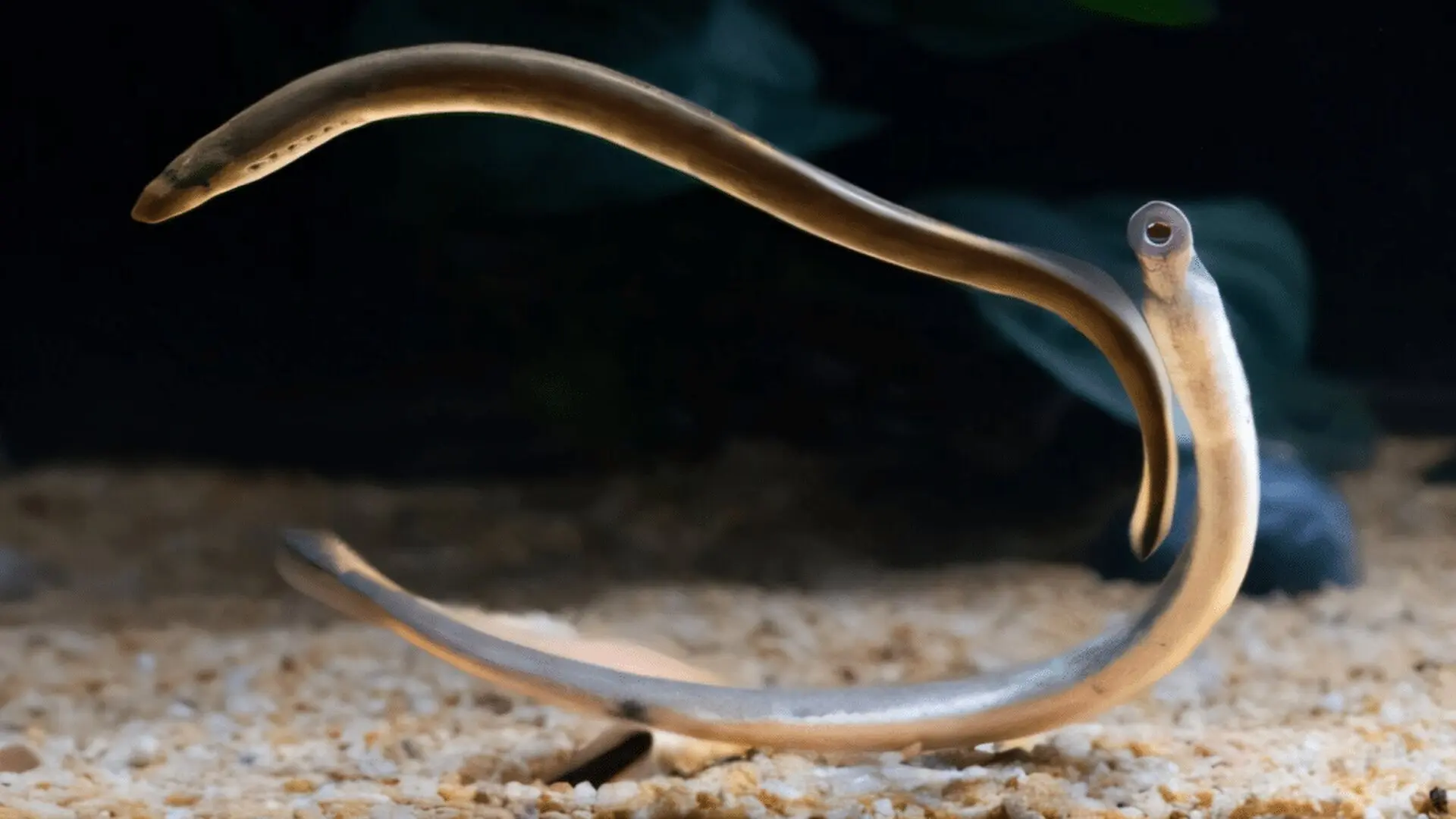 A Living Fossil Reveals What Earths First Vertebrate Brains Really Looked Like Scaled