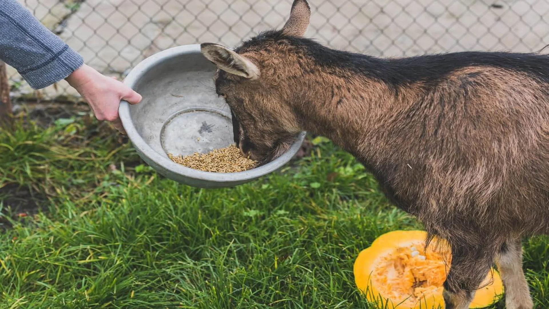 Hand holding bowl for goat.