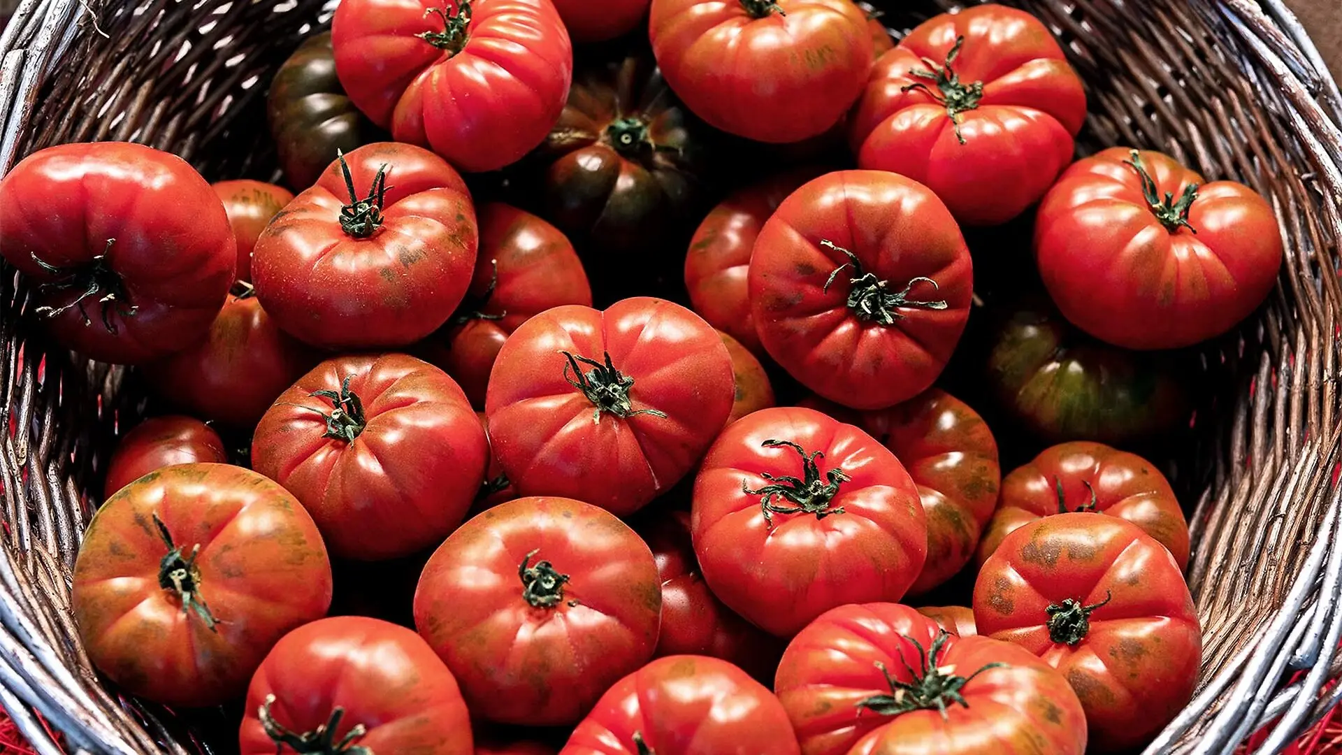 A bunch of tomatoes in a basket.