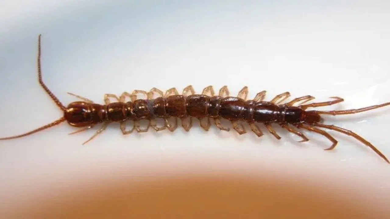 Centipedes, formidable arthropods, are members of the Chilopoda class within the Myriapoda subphylum—a diverse group of arthropods that encompasses millipedes and various other multi-legged creatures.