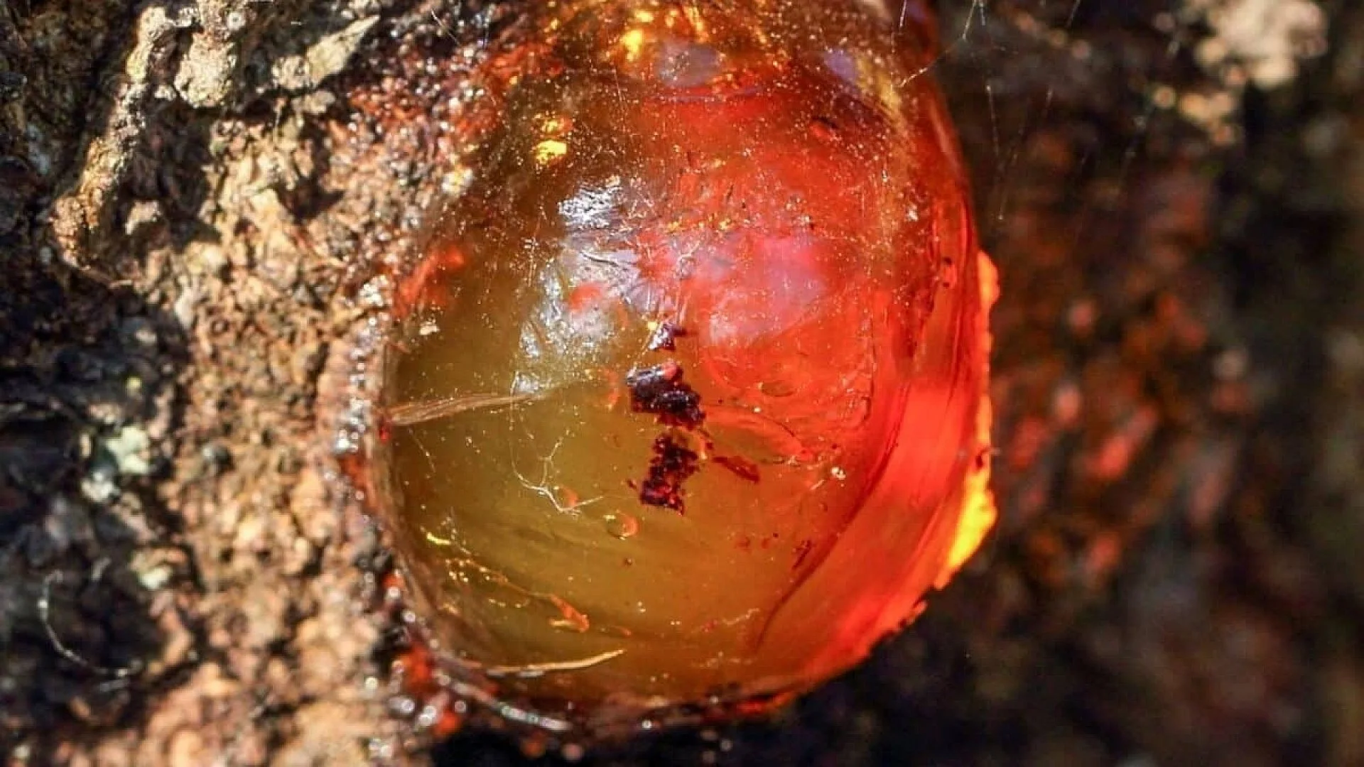 Scientists Found A Tiny Insect Trapped In Amber Since The Dinosaur Era With A Weird Feature Scaled