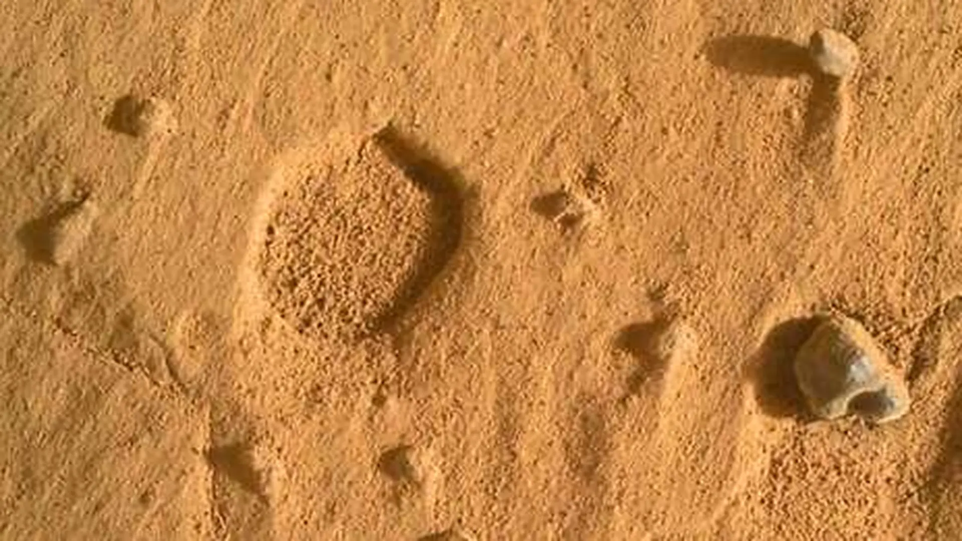 Their Shape Is Puzzling Scientists Scaled