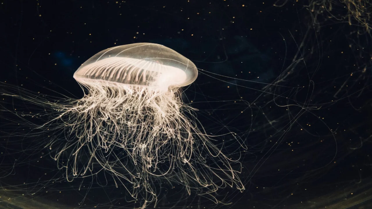 Jellyfish in water tank.