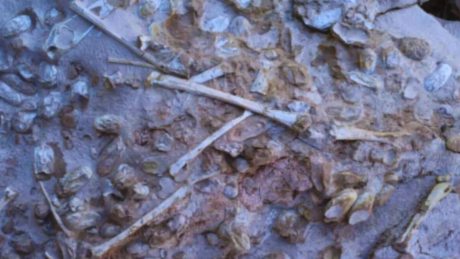 The Embryos Reveal A Surprising First Stage Of Life On Land Scaled