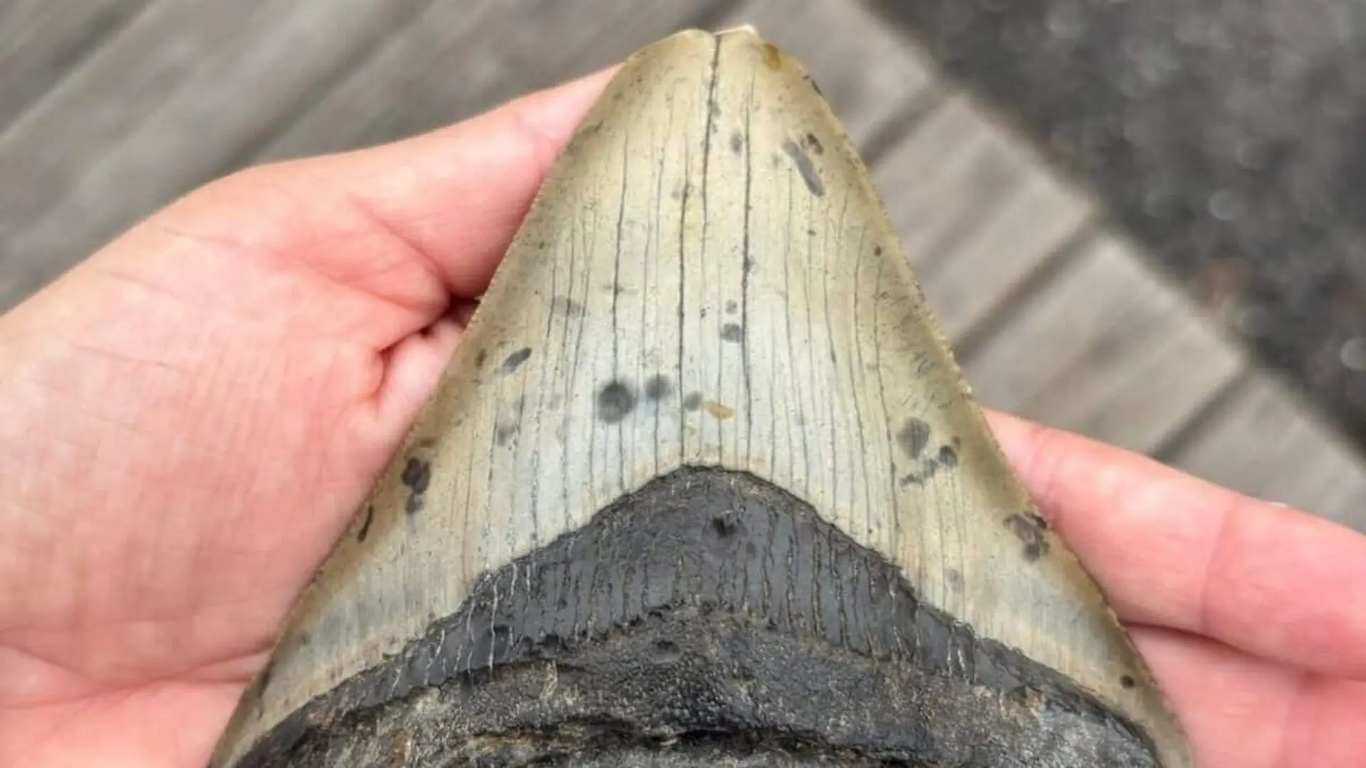 Pennsylvania Family On Beach Vacation Finds A Tooth From A Megalodon That Vanished Millions Of Years Ago Scaled