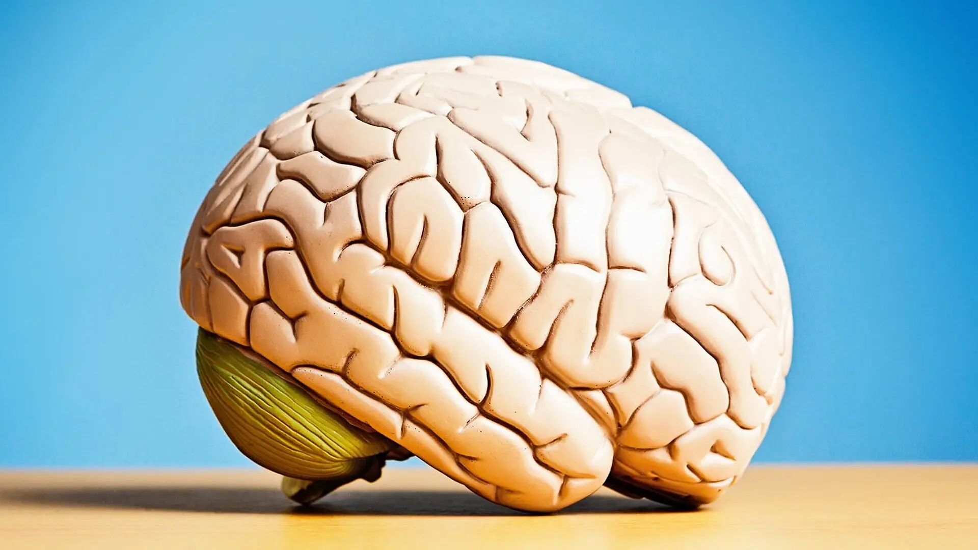 A plastic model of a human brain sits on a table in front of a blue background.