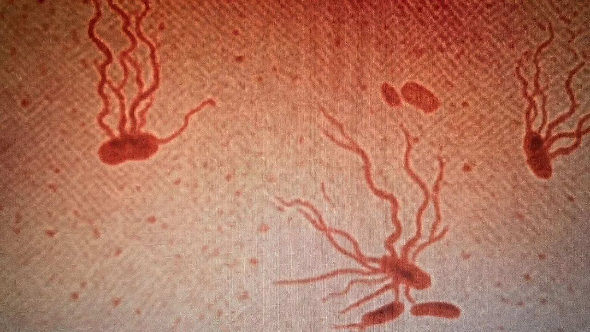 A microscopic image shows several reddish, rod-shaped Salmonella Typhi bacteria. Numerous long, wavy flagella extend outward from the entire surface of each bacterial cell.