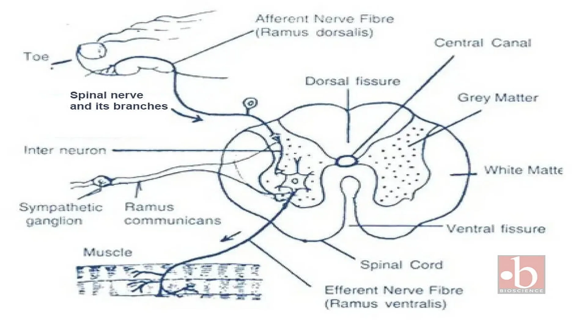 Spinal nerves and its branches.