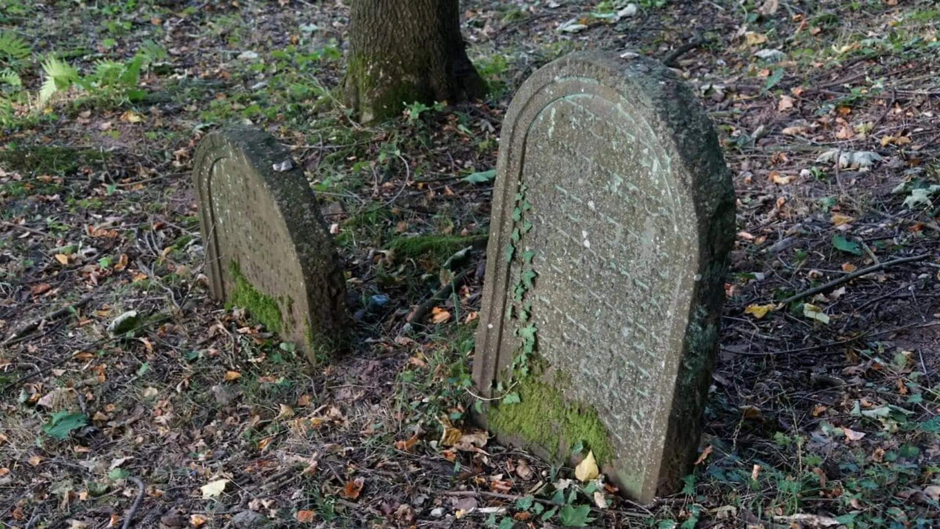 Dna From 45 Skeletons In This Montreal Cemetery Revealed Family Lineages But Their Graves Were Scattered Far Apart And That Is Only Part Of The Story Scaled