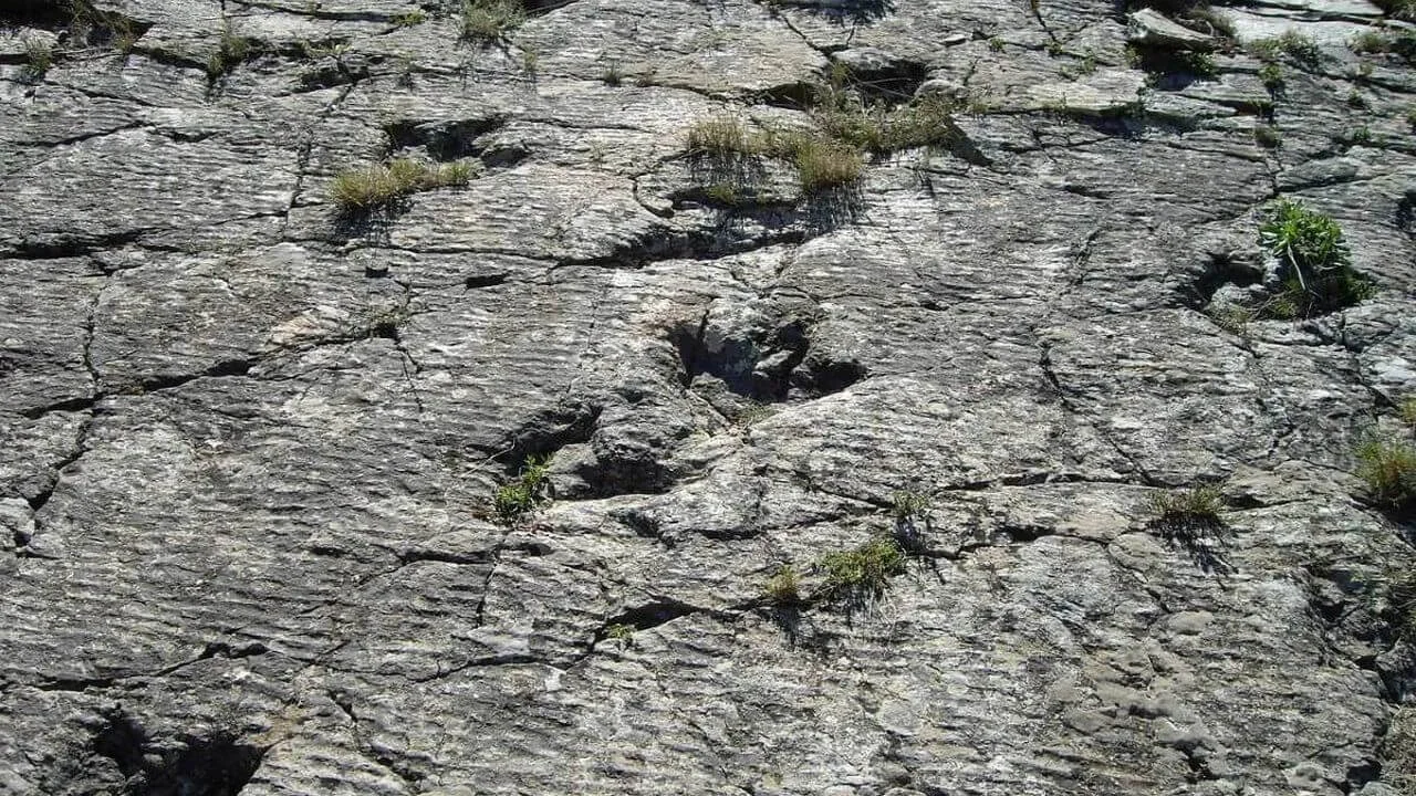 A wide-angle overhead view of a flat, gray rock surface at low tide featuring several weathered three-toed dinosaur footprints and sparse patches of green coastal vegetation.