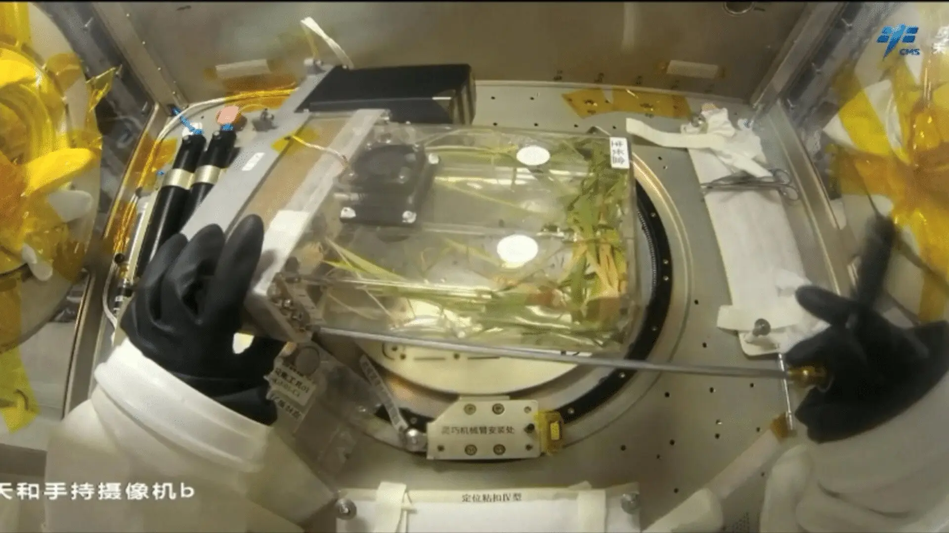 Shenzhou 23 Mission Expands Space Farming Research With Next Generation Rice Growth Experiment Scaled