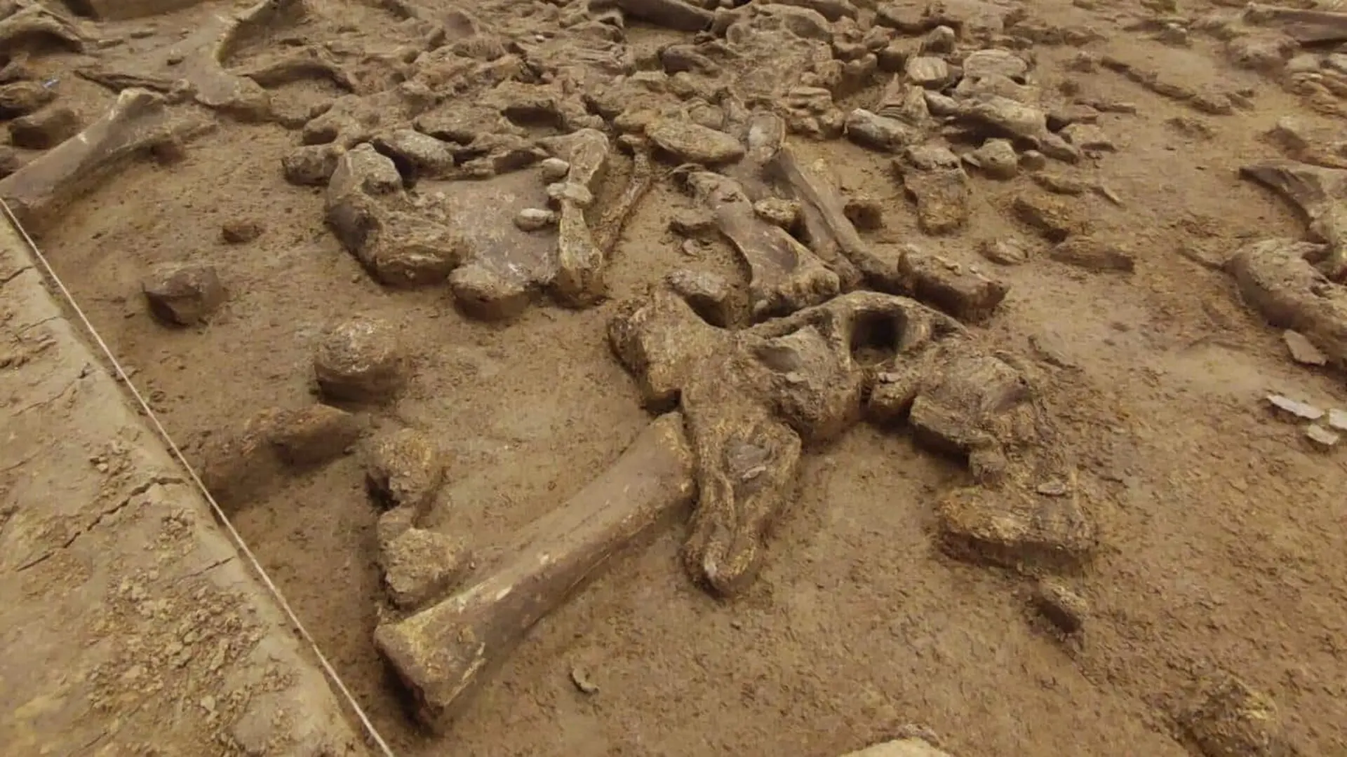 A Routine Dig In Bohemia Exposed A Year Old Mammoth Hunt And The Courthouse Will Be Built Right On Top Of It Scaled 1