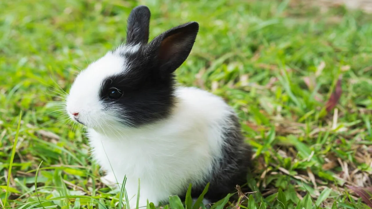 Free photo lovely baby 2 weeks thai rabbit.