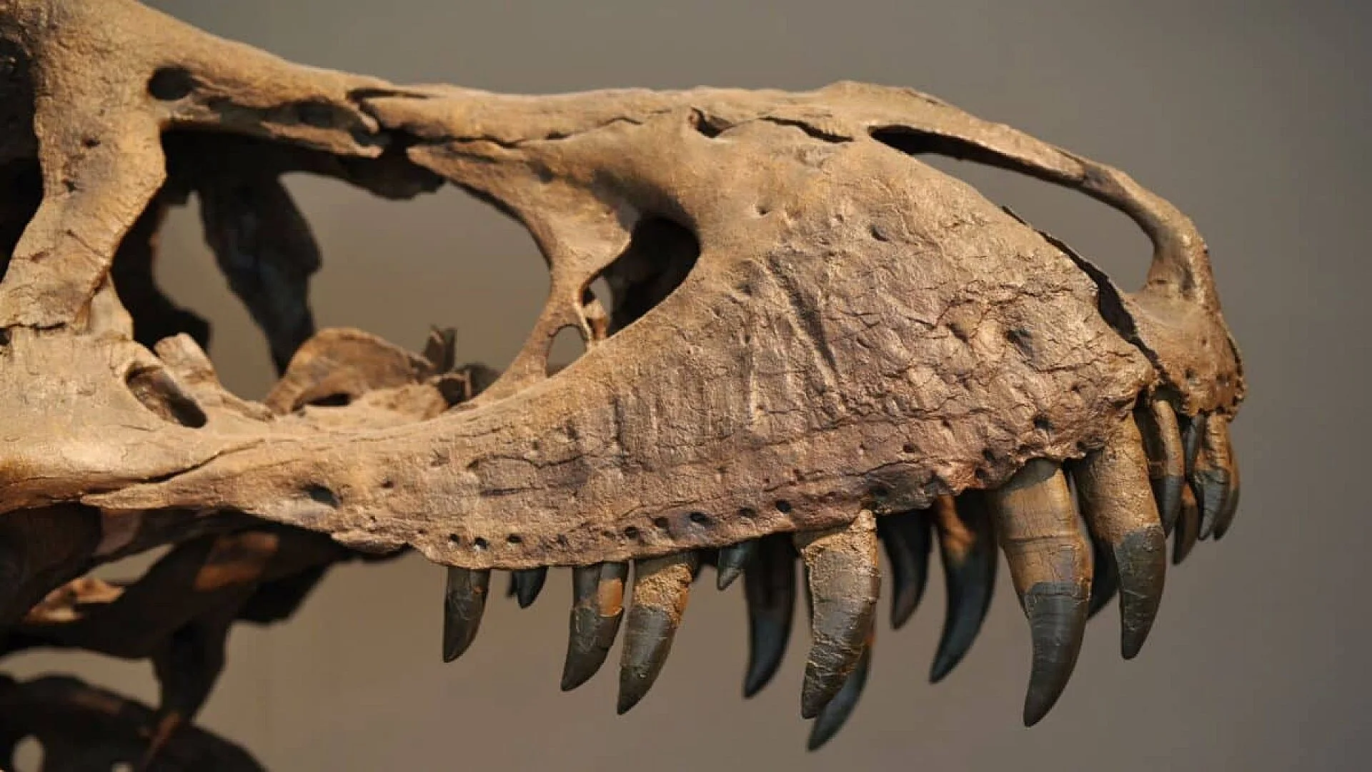 A Scientist Says Humans Were Designed To Live Much Longer If Dinosaurs Had Never Ruled Earth Scaled