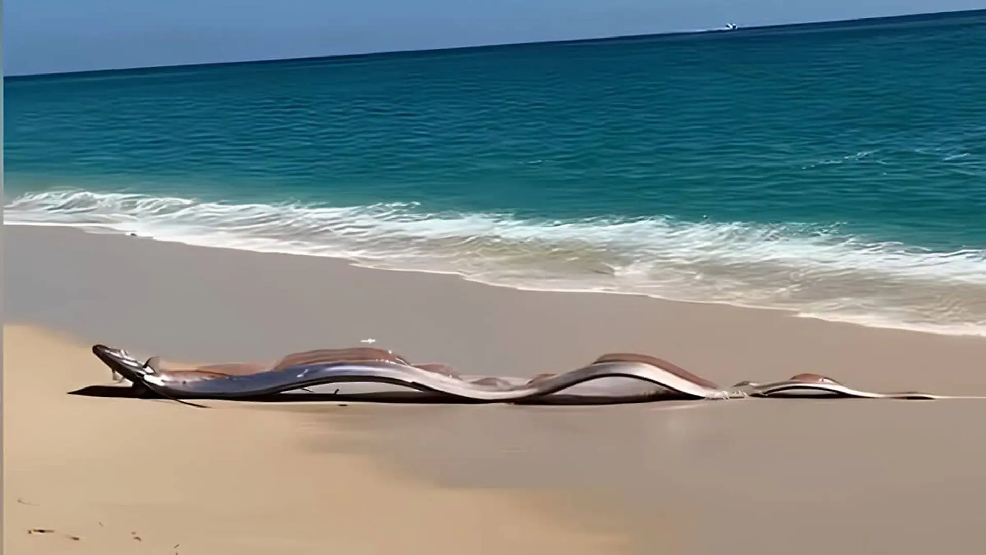 Oarfish Sea Serpent Washes Ashore On A Beach In Mexico Scaled