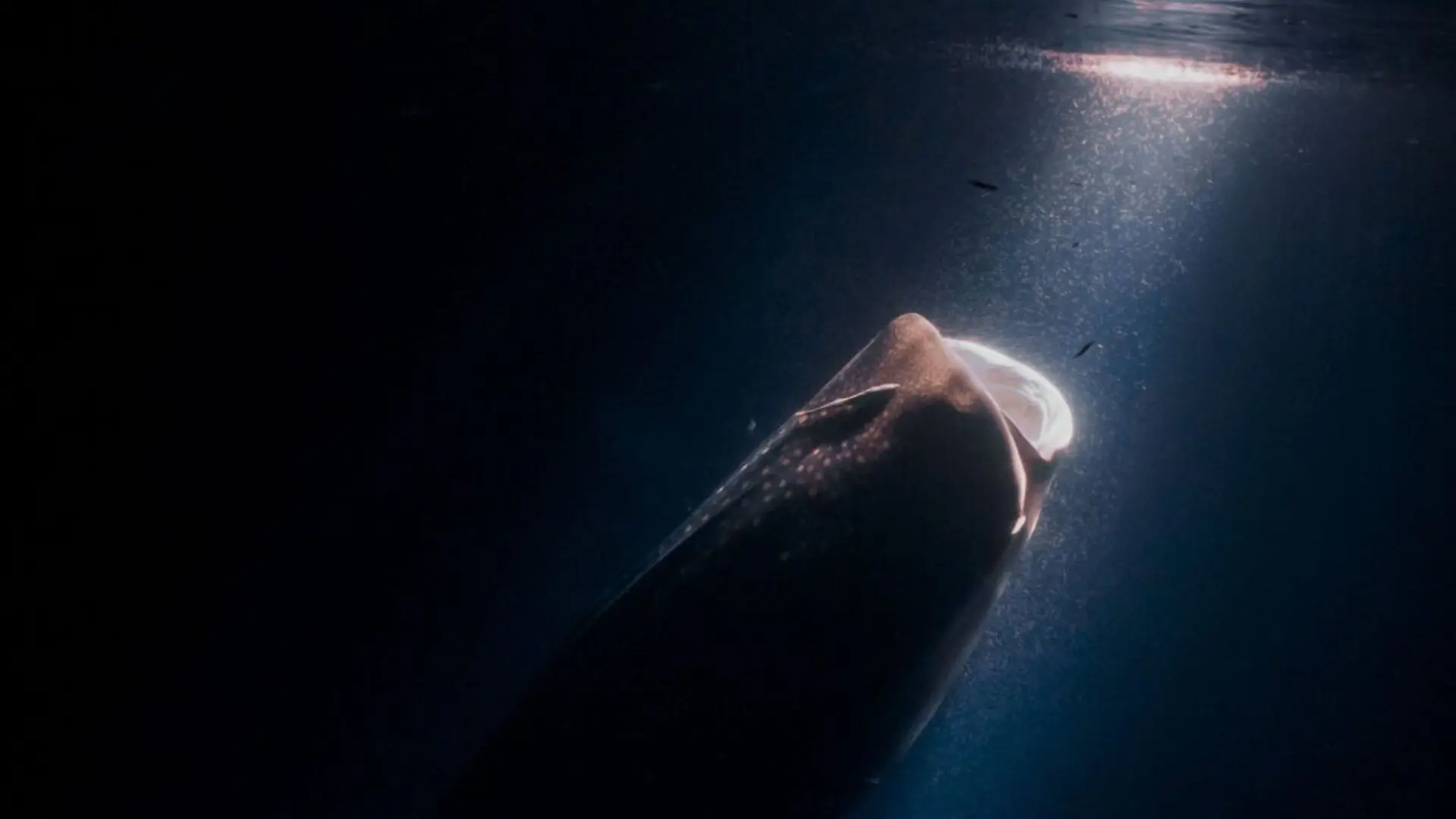 Scientists Found A New Ghost Shark Species Hiding In Plain Sight At Nearly 800 Meters Deep Scaled