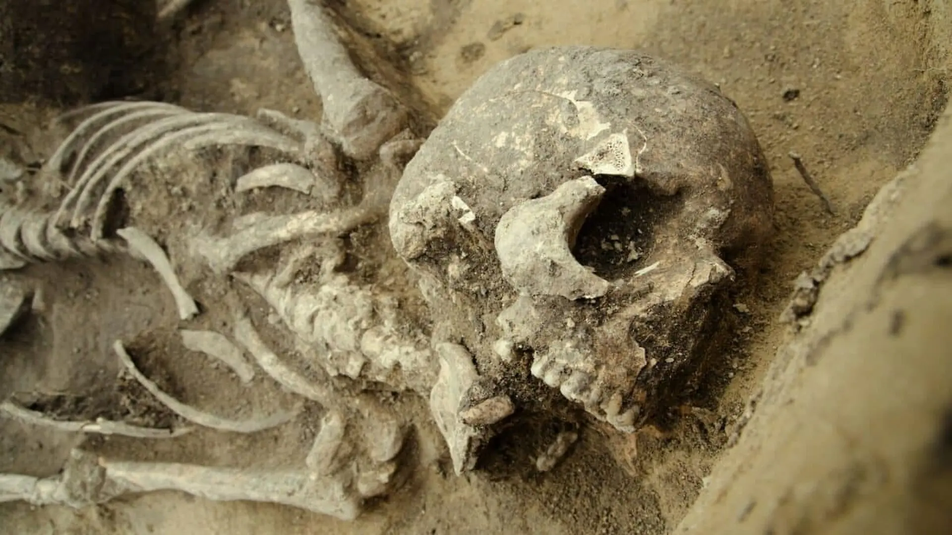 Over Human Brains Were Found Perfectly Preserved In Skeletons Now Scientists Know Why Scaled