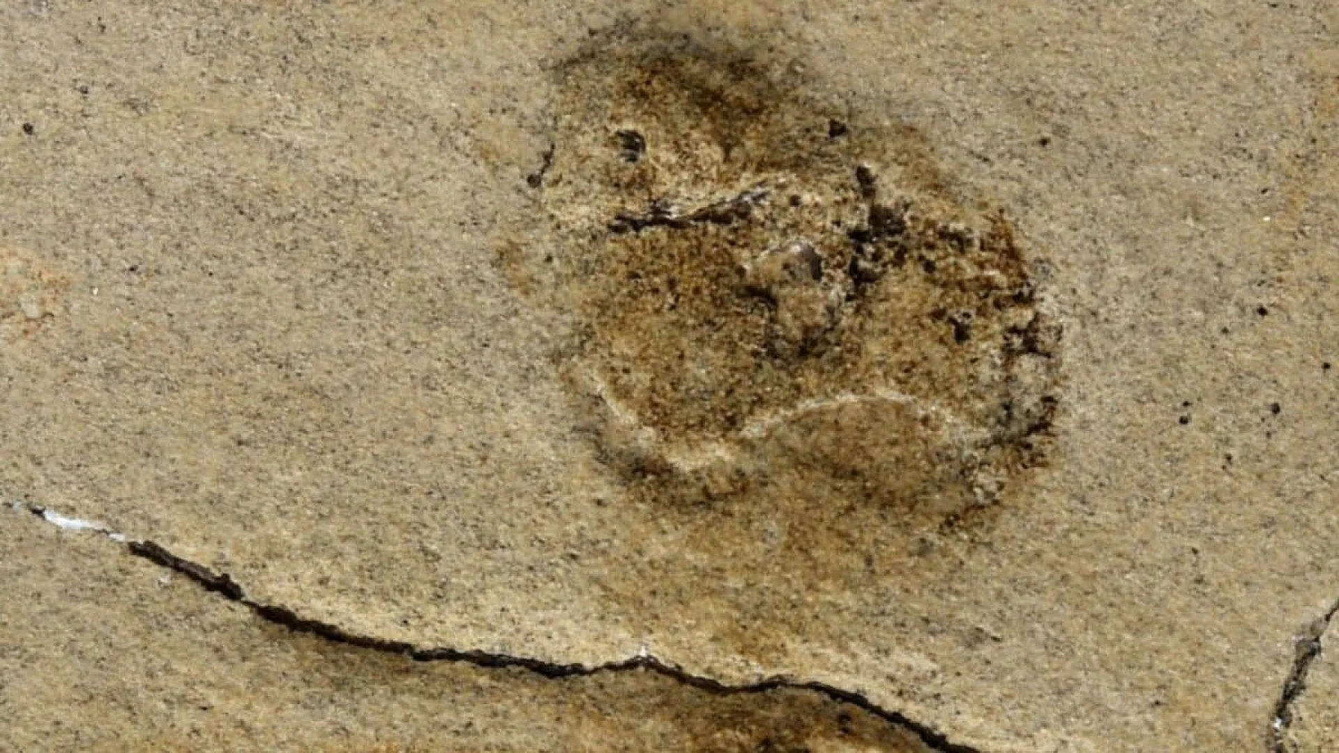 Researchers Found The Oldest Human Like Footprints Ever Identified Hidden In Fossilized Beach Sediments Scaled