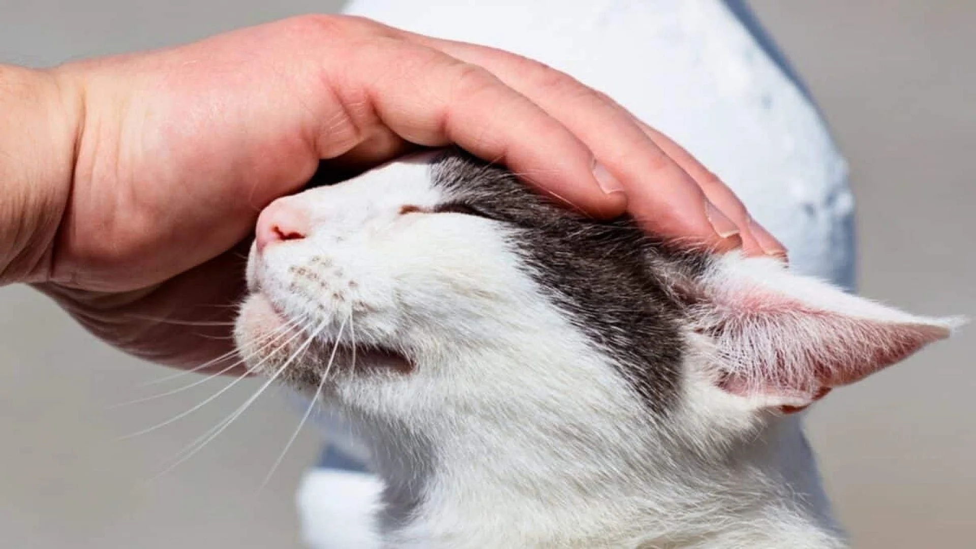 New Study Reveals That Cats May Help The Ones Who Need It Most Scaled
