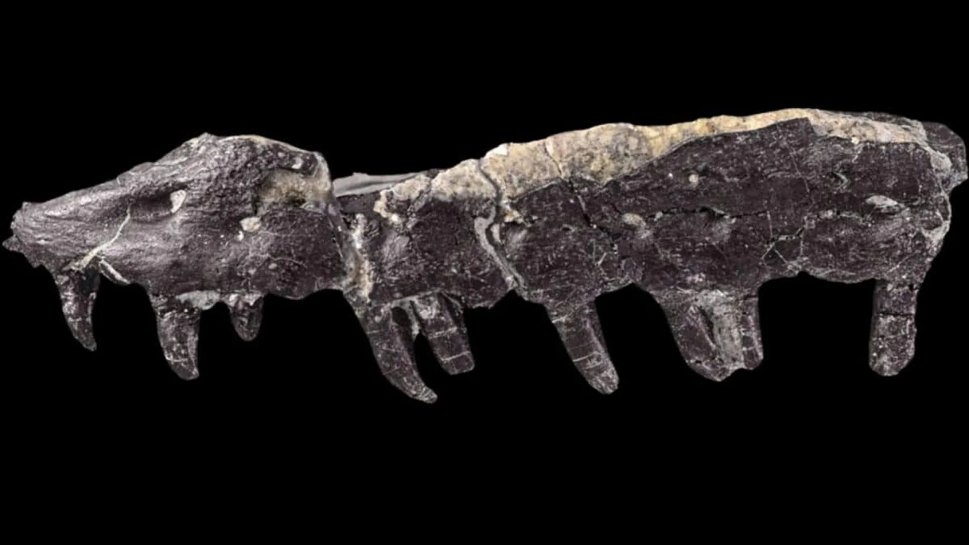 A Tiny Fossil Fragment Found In A Small French Village Turned Out To Belong To A Completely New Species Scaled