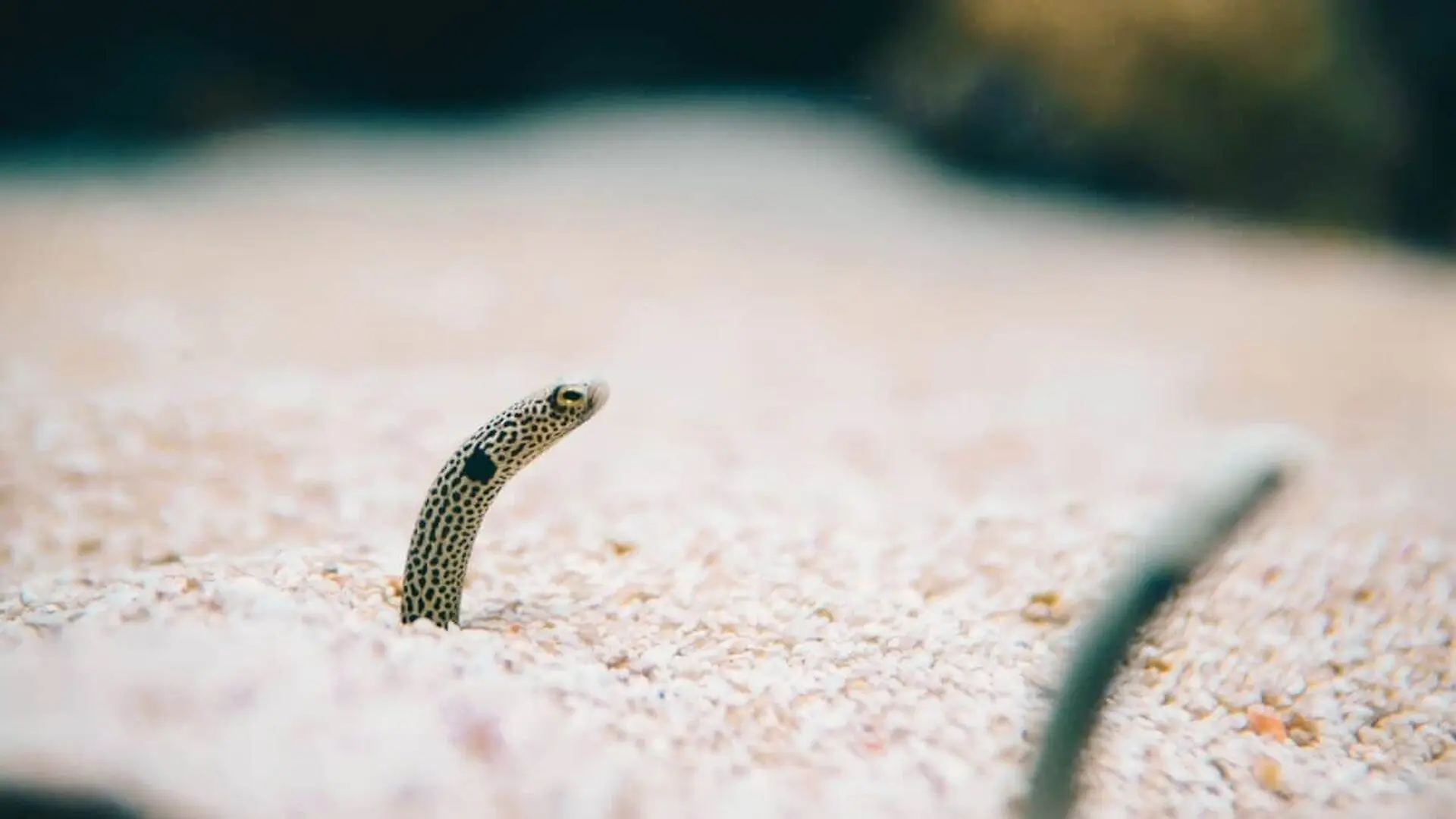 Millions Of Eels Keep Gathering Around The Same Underwater Mountain But Why This One Scaled