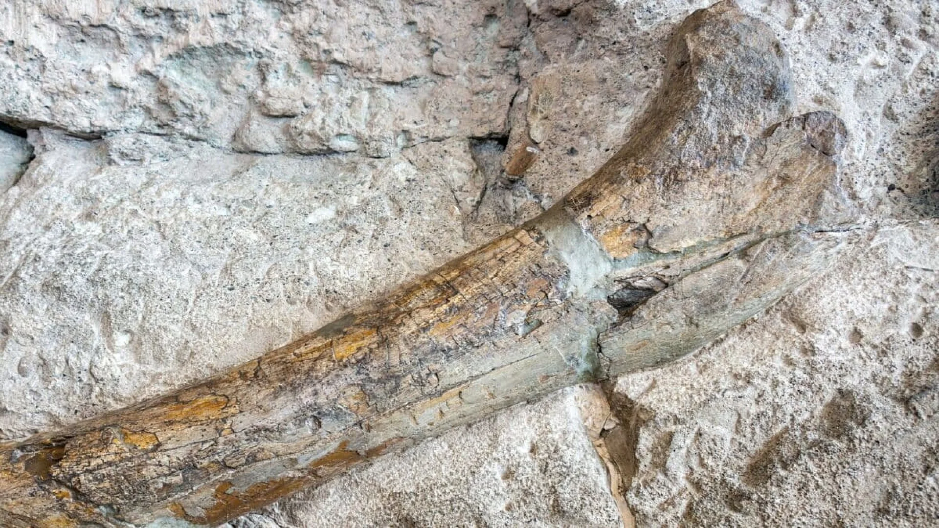 Scientists Unearth A Dinosaur Bone From A 4 Ton Predator In New Mexico Dating Back 74 Million Years Scaled