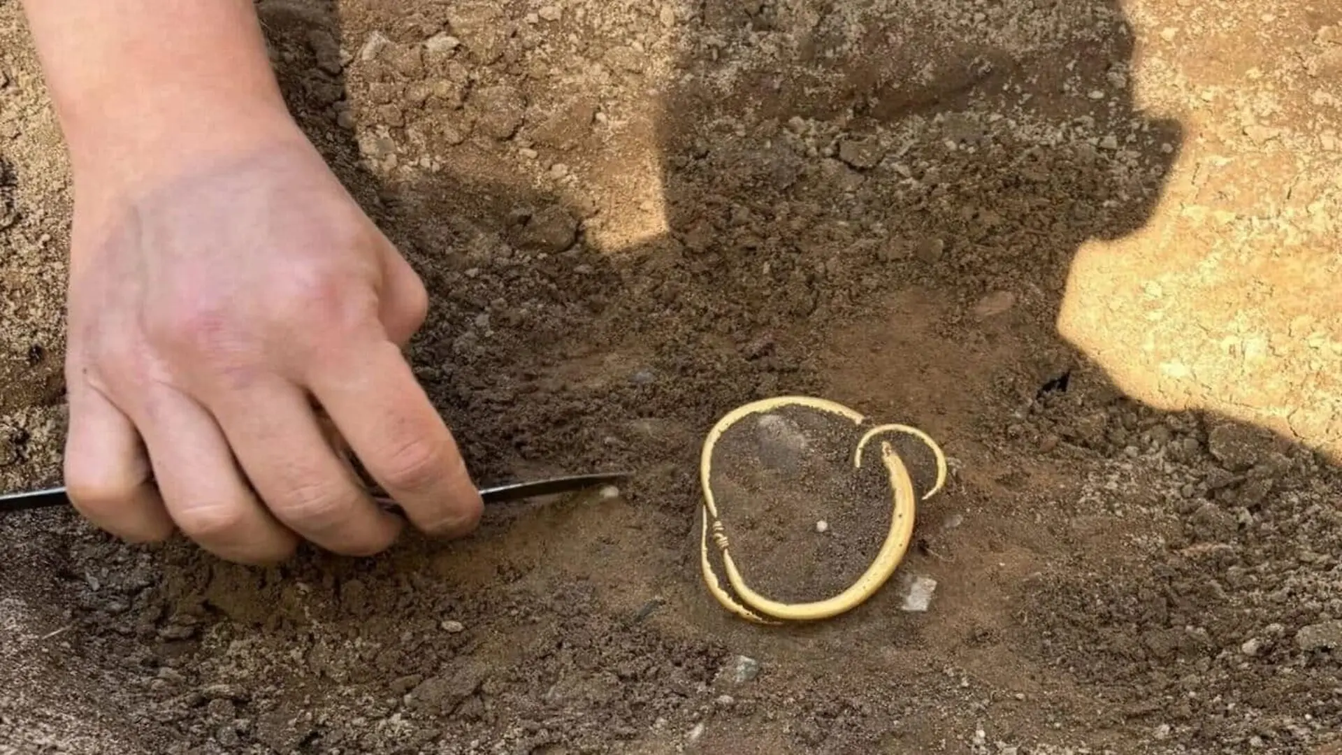 A Man Walking Near A Forest Track Found Gold Rings That Led Archaeologists To A Year Old Viking Treasure Scaled