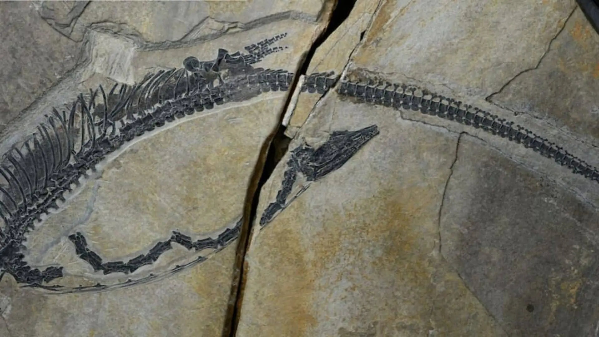 Scientists Just Found A 245 Million Year Old Fossil With The Oldest Reptile Digestive System Ever Preserved Scaled